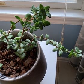 Photo of the plant species Crassula Rupestris by @VipHoyalacunosa named Keanu Leaves on Greg, the plant care app