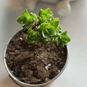 Photo of the plant species Crassula 'Spiralis' by @VipHoyalacunosa named Treeyoncé on Greg, the plant care app