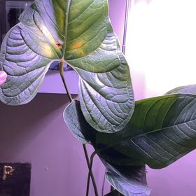 Photo of the plant species brownii by @ZarfCobwebaloe named Luna on Greg, the plant care app