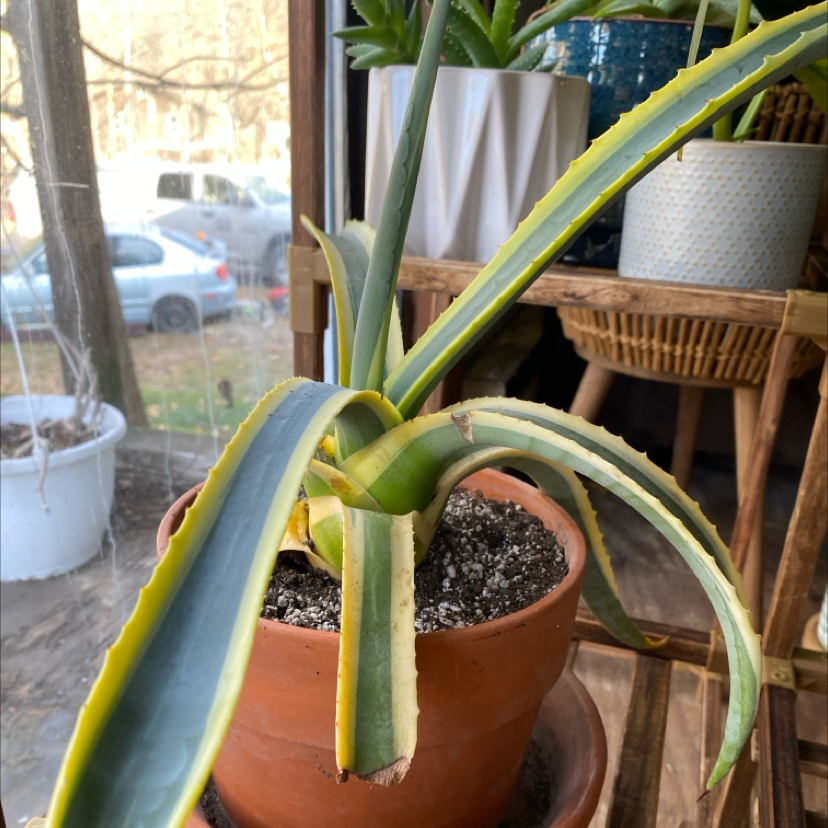 Photo of the plant species Variegated Century Plant by @TRose named Gomez on Greg, the plant care app