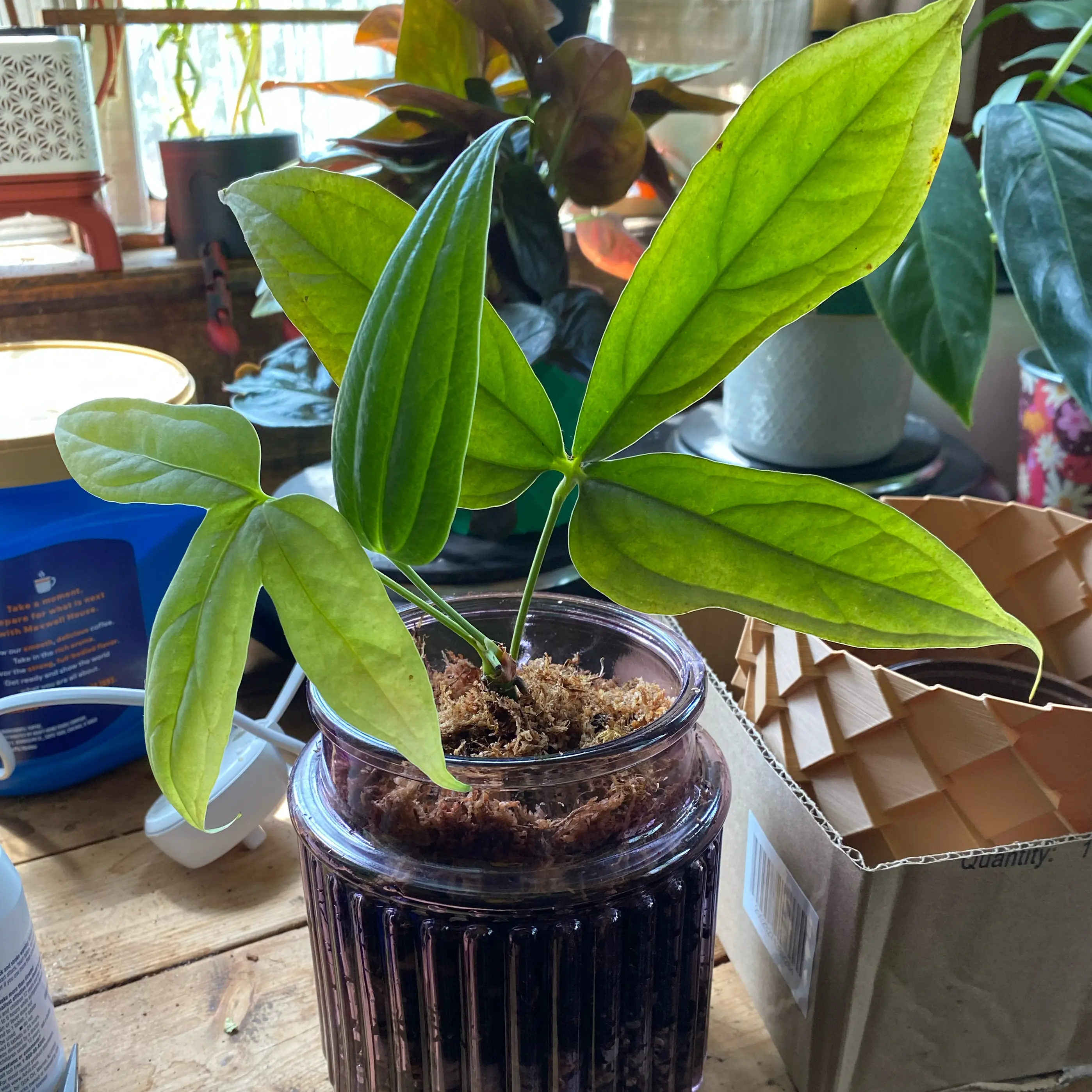 Photo of the plant species Anthurium clavigerum by @TRose named Mollie on Greg, the plant care app