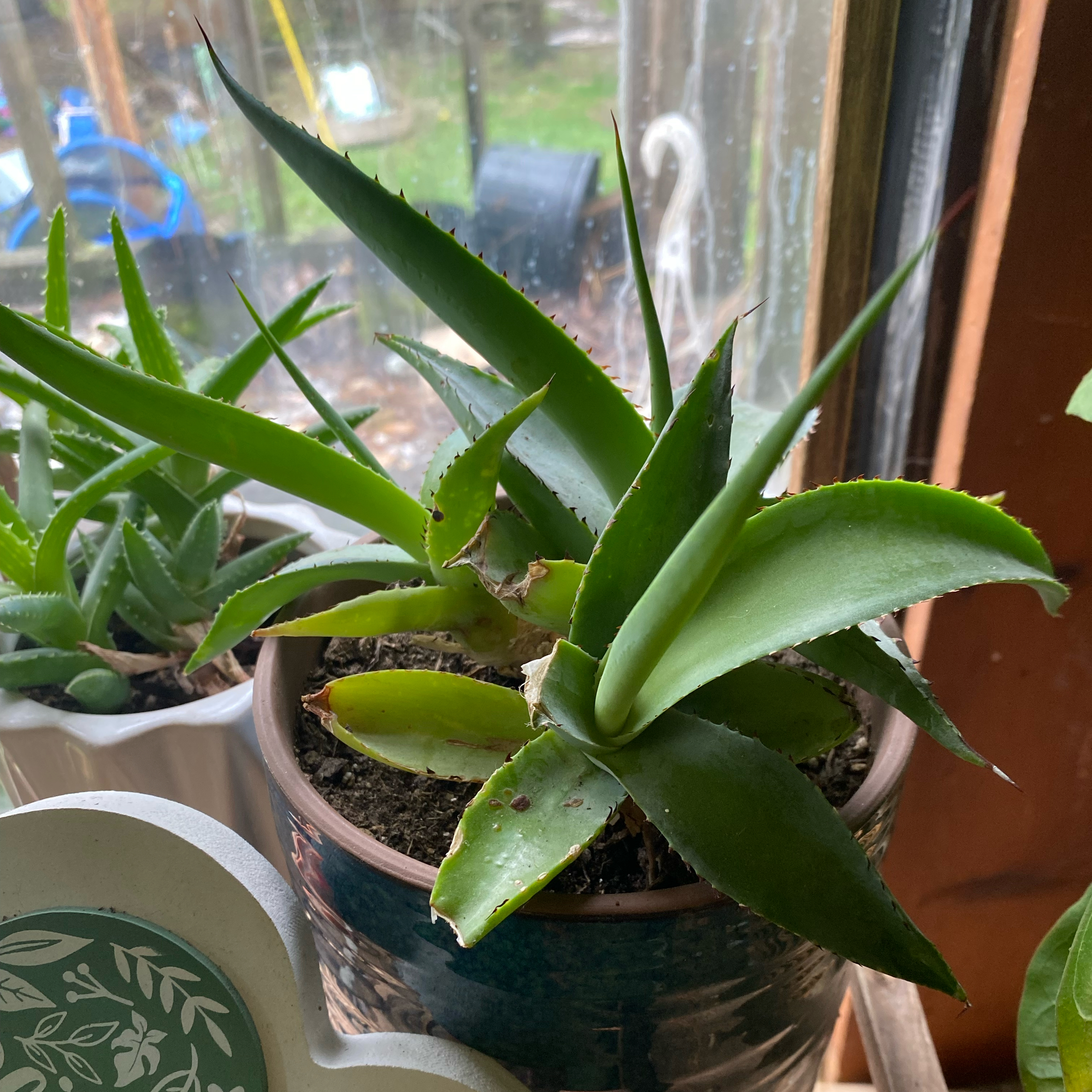 Photo of the plant species Aloe brevifolia x humilis by @TRose named Spike Leaves on Greg, the plant care app