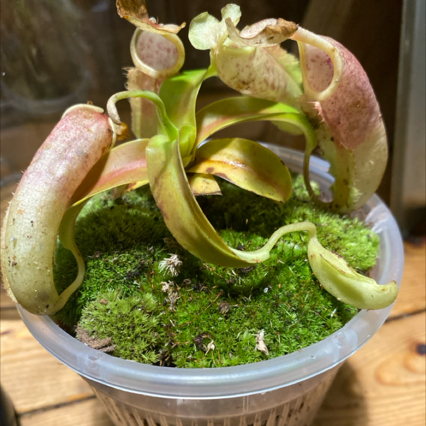 Photo of the plant species pitcher plant by @TRose named Seymour on Greg, the plant care app