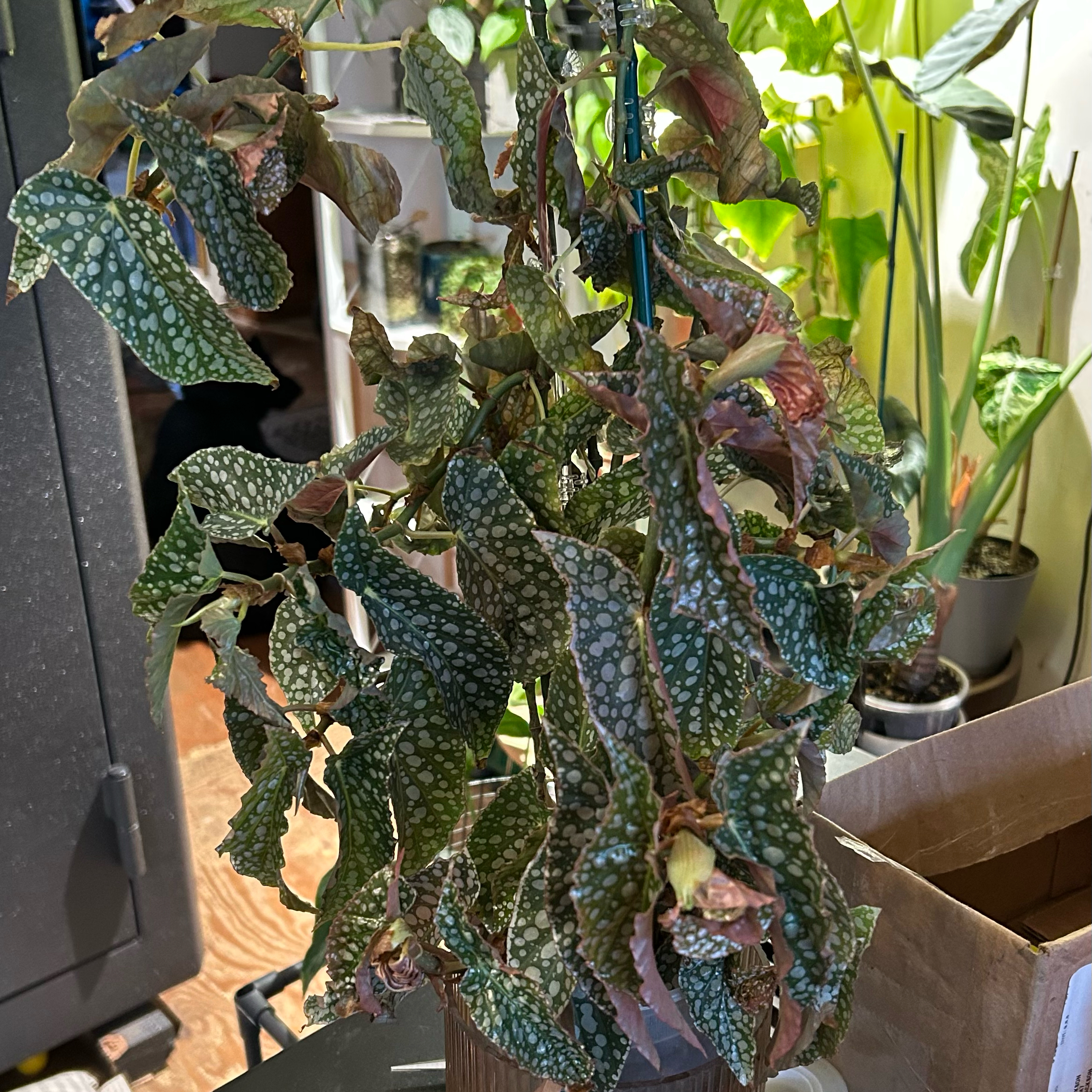 Photo of the plant species Double Dot by @TRose named Morgan Treeman on Greg, the plant care app