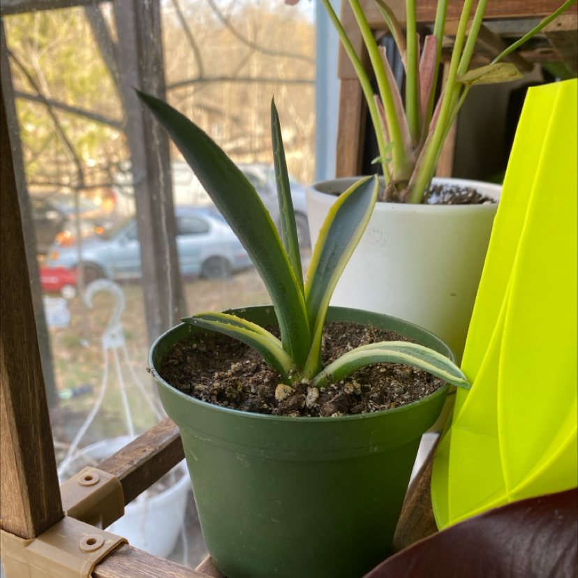 Photo of the plant species Variegated Century Plant by @TRose named Darwin on Greg, the plant care app