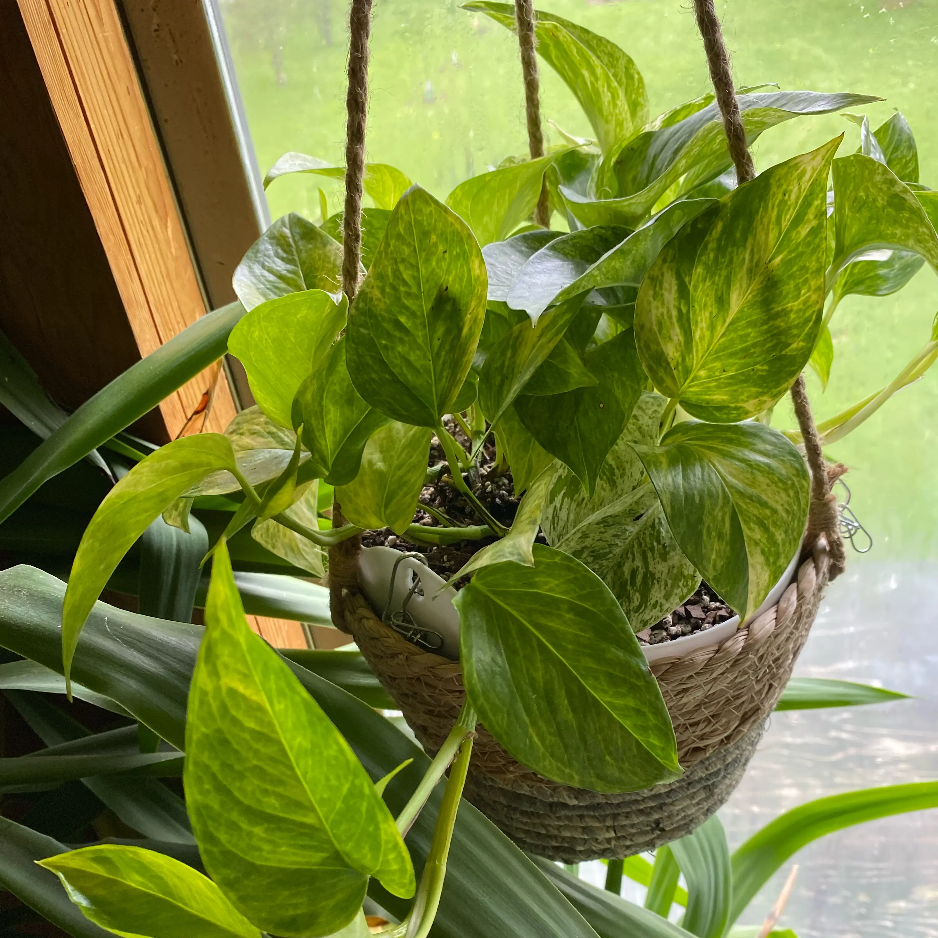 Photo of the plant species Pothos by @TRose named Gloria on Greg, the plant care app