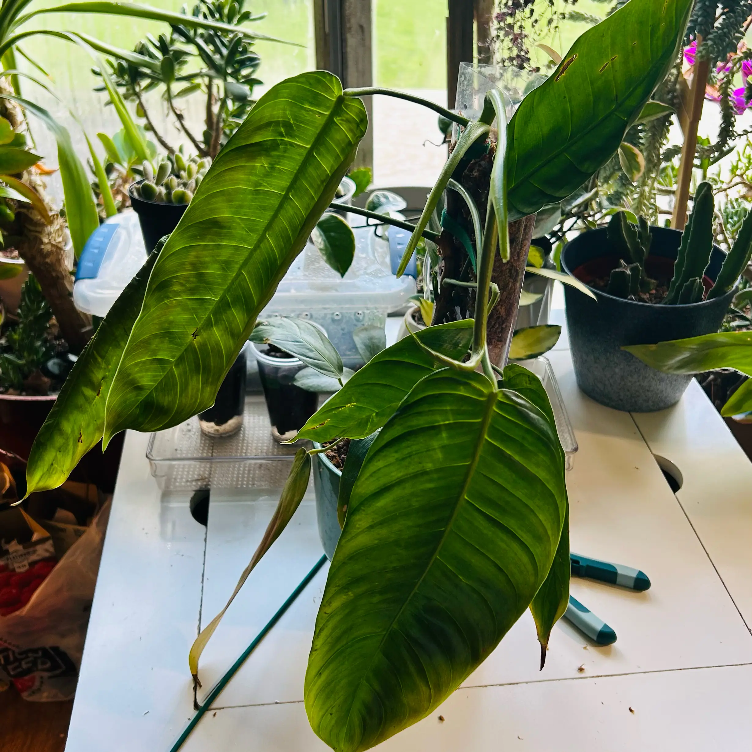 Photo of the plant species Philodendron scherberichii by @TRose named Keanu Leaves on Greg, the plant care app