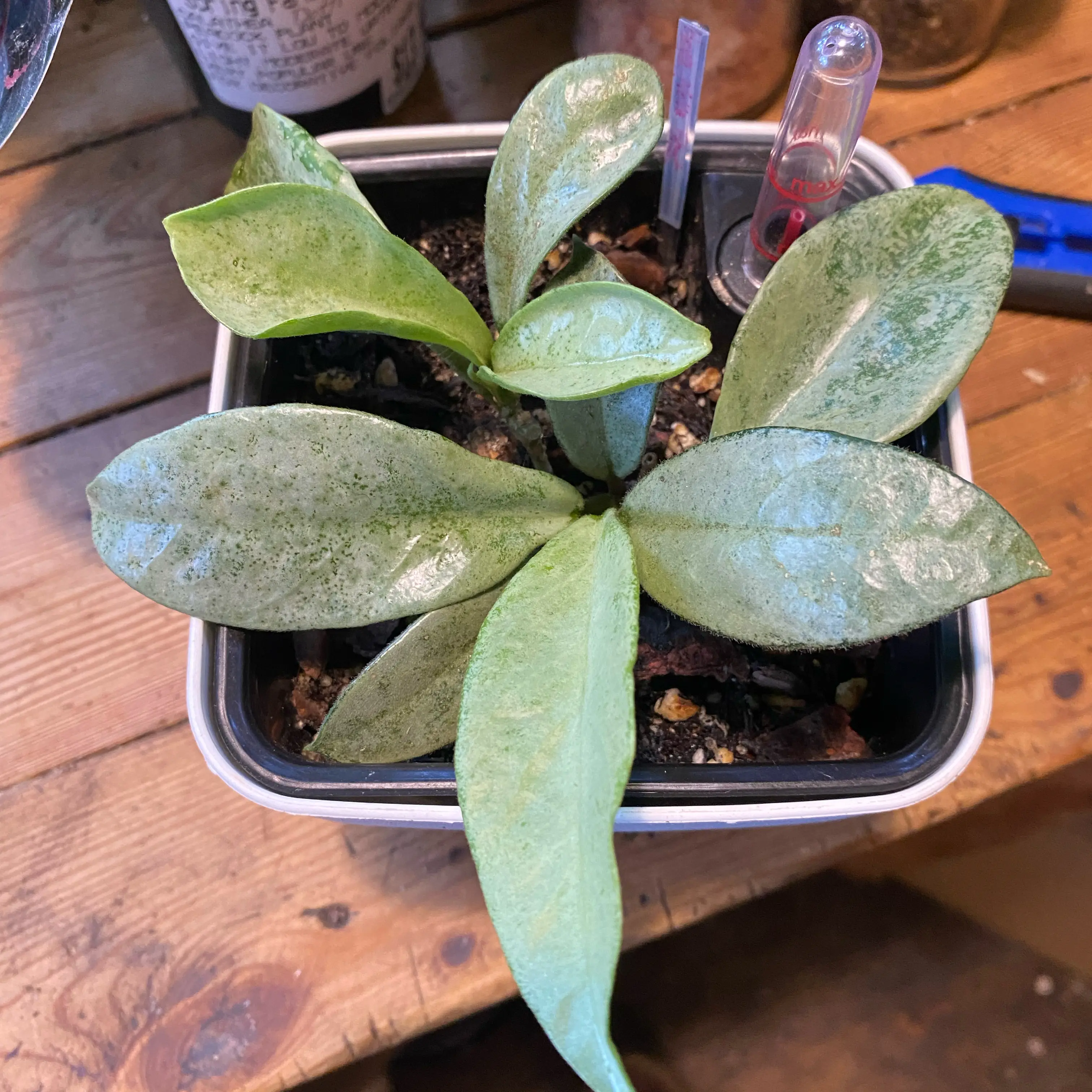 Photo of the plant species Grey Ghost Hoya Carnosa by @TRose named Casper on Greg, the plant care app