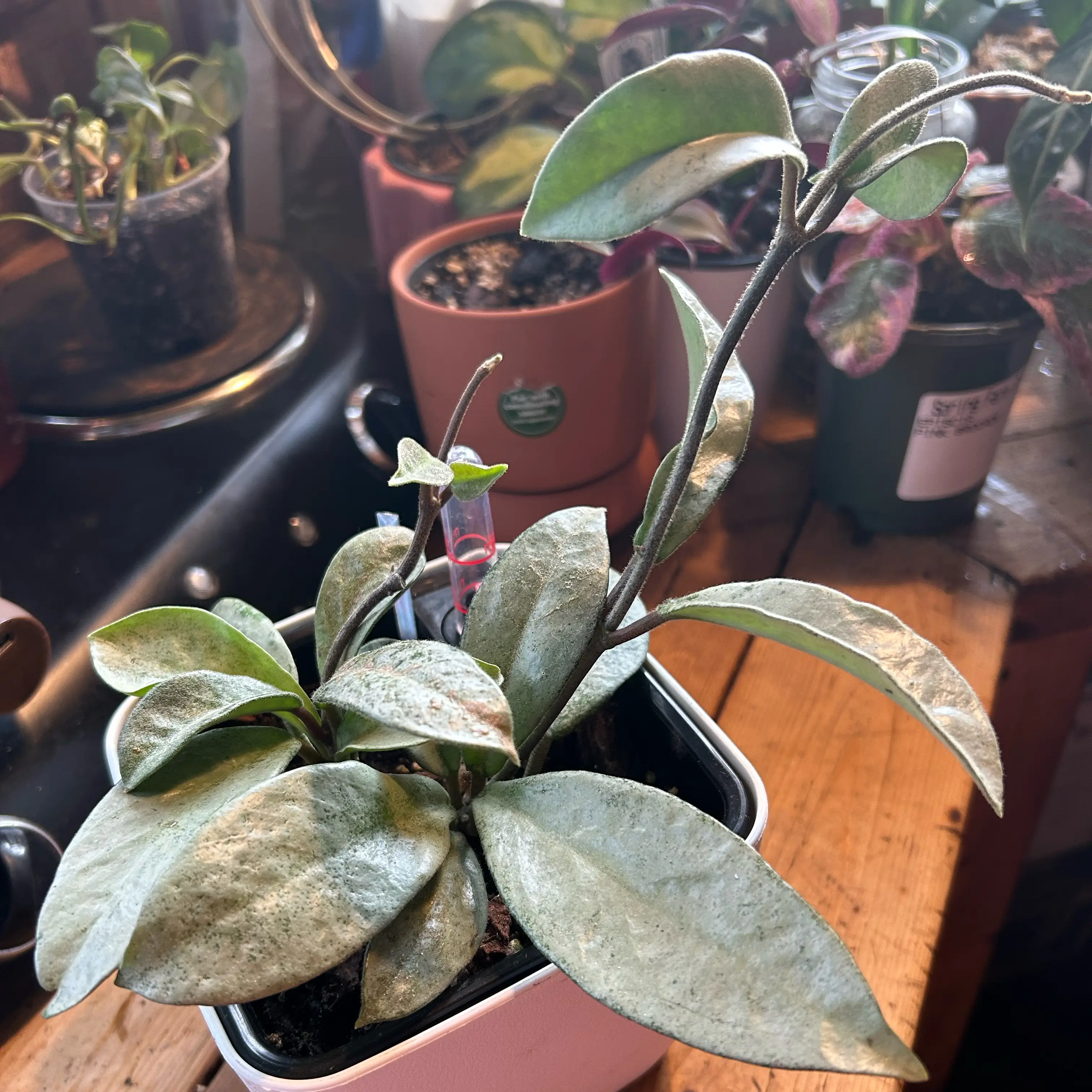 Photo of the plant species Grey Ghost Hoya Carnosa by @TRose named Casper on Greg, the plant care app