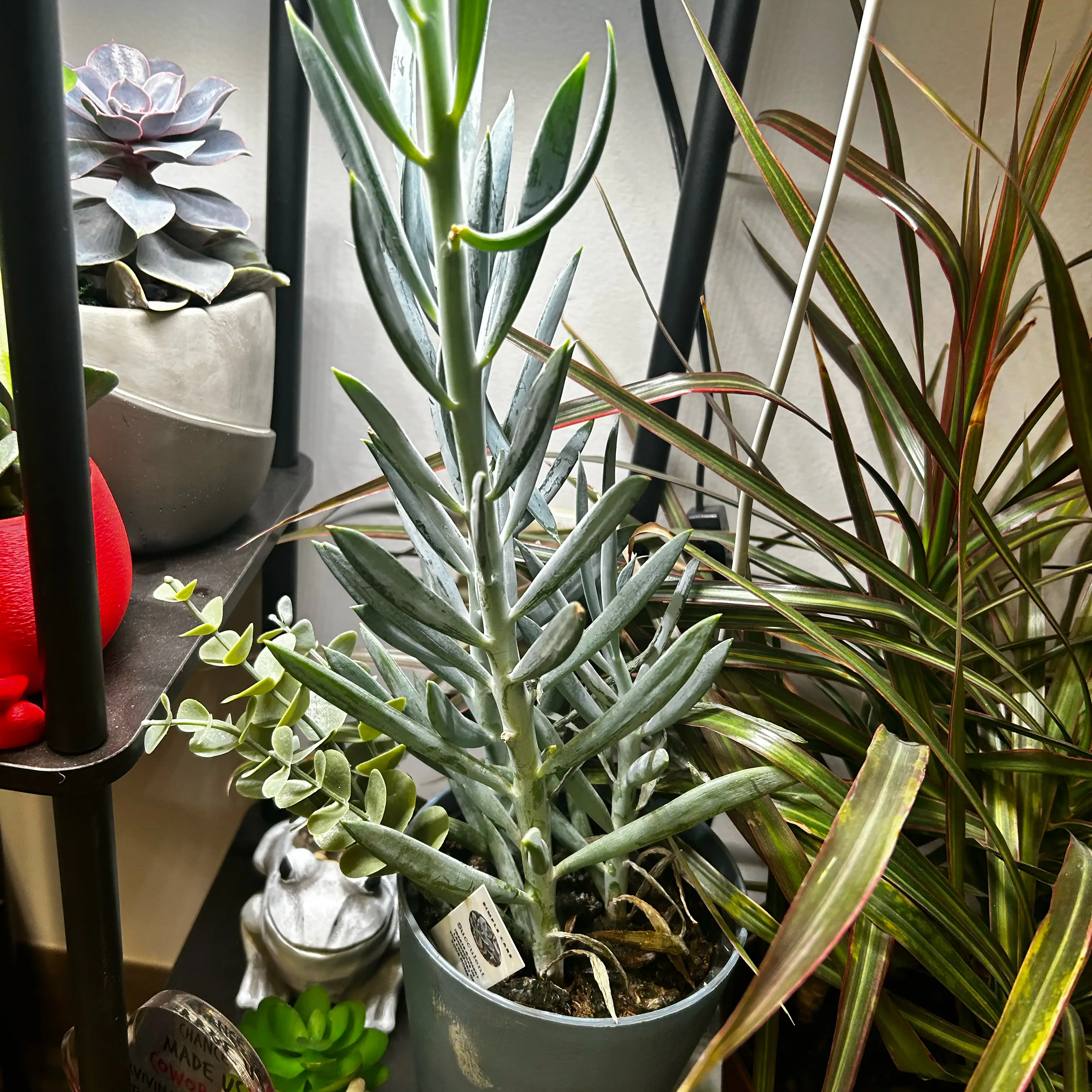 Photo of the plant species Skyscraper Senecio by @TRose named Harmony on Greg, the plant care app