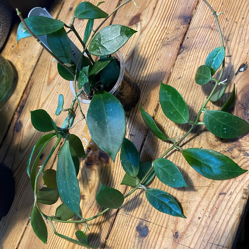 Photo of the plant species Hoya 'Rebecca' by @TRose named Becca on Greg, the plant care app