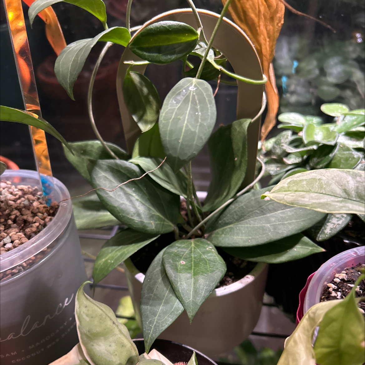Photo of the plant species Hoya pottsii 'Khao Yai' by @TRose named Winston on Greg, the plant care app