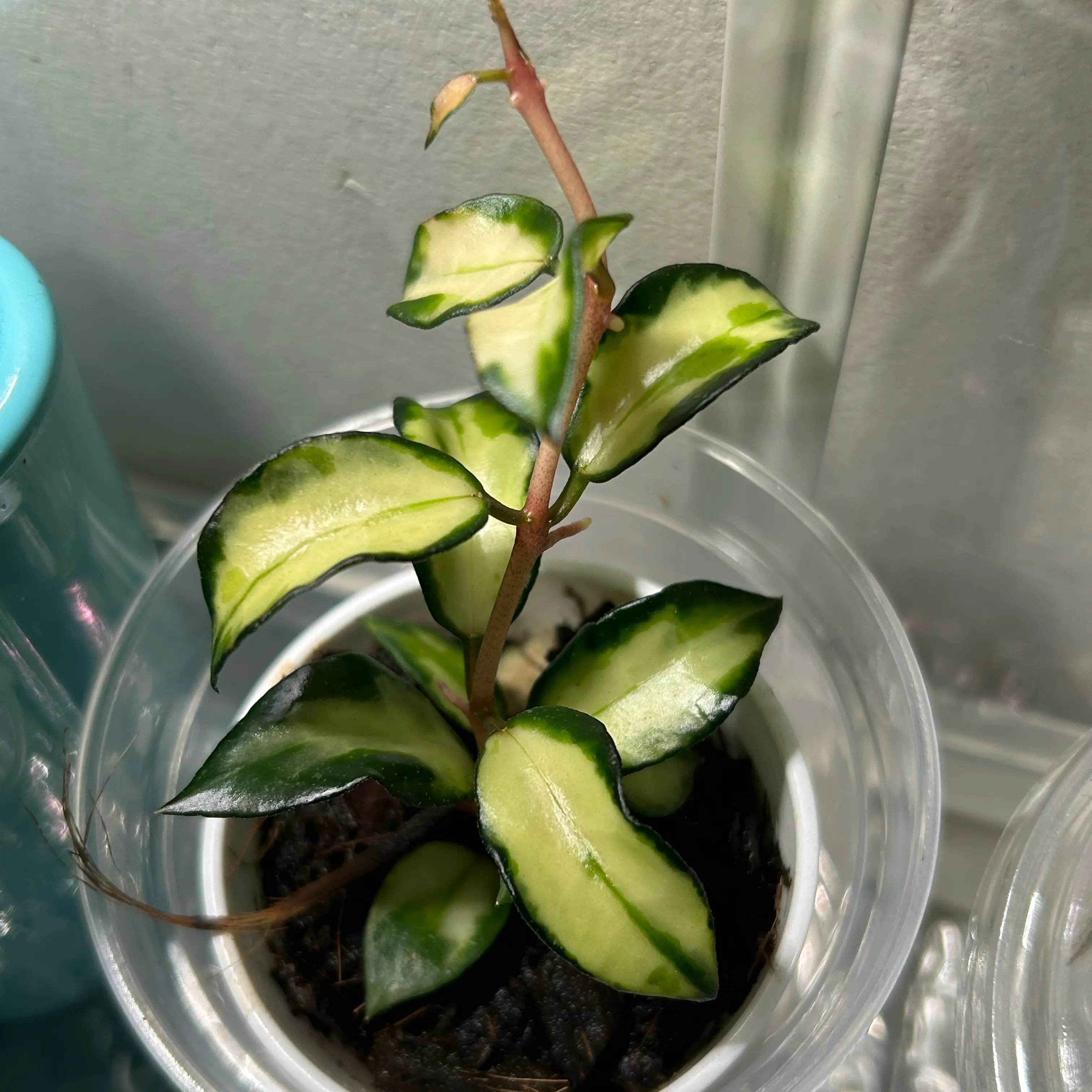 Photo of the plant species Hoya lacunosa ‘Bruno Tricolor' by @TRose named Kendall on Greg, the plant care app