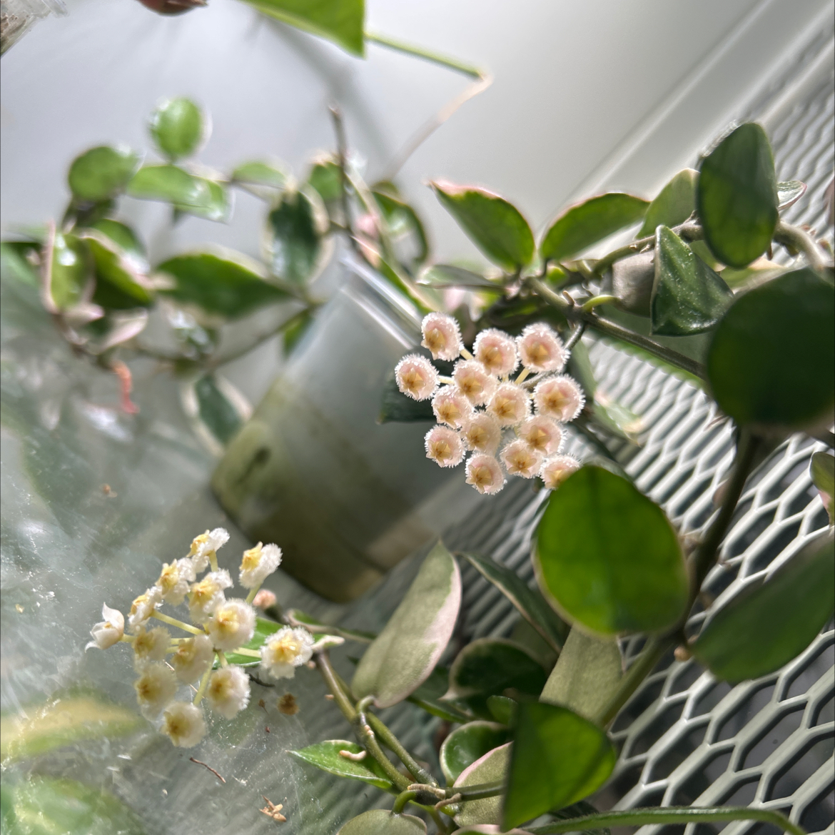 Photo of the plant species Hoya lacunosa ‘Asami’ (cCone 2) by @TRose named Emerson on Greg, the plant care app