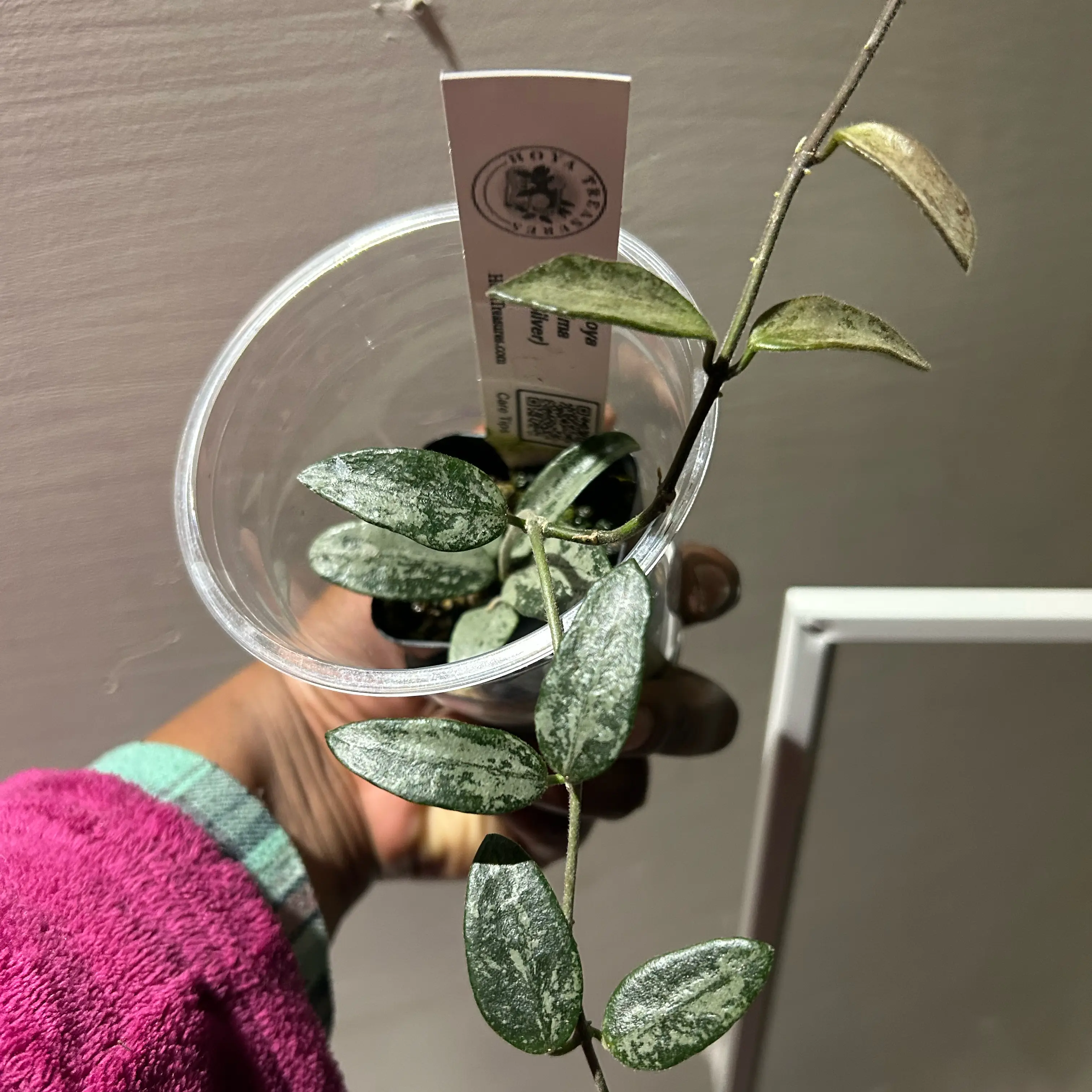 Photo of the plant species Hoya Lima Splash by @TRose named Anne on Greg, the plant care app