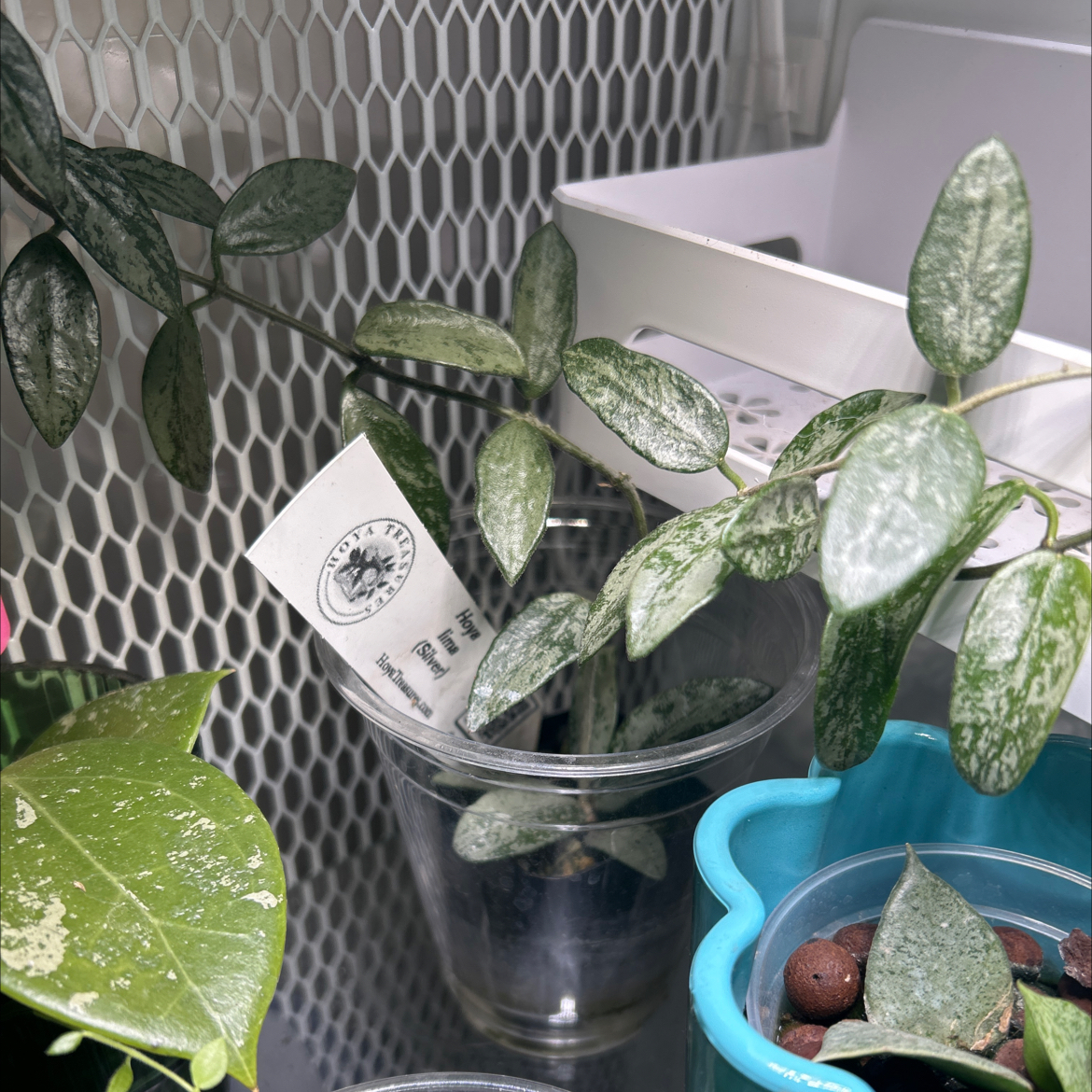 Photo of the plant species Hoya Lima Splash by @TRose named Anne on Greg, the plant care app