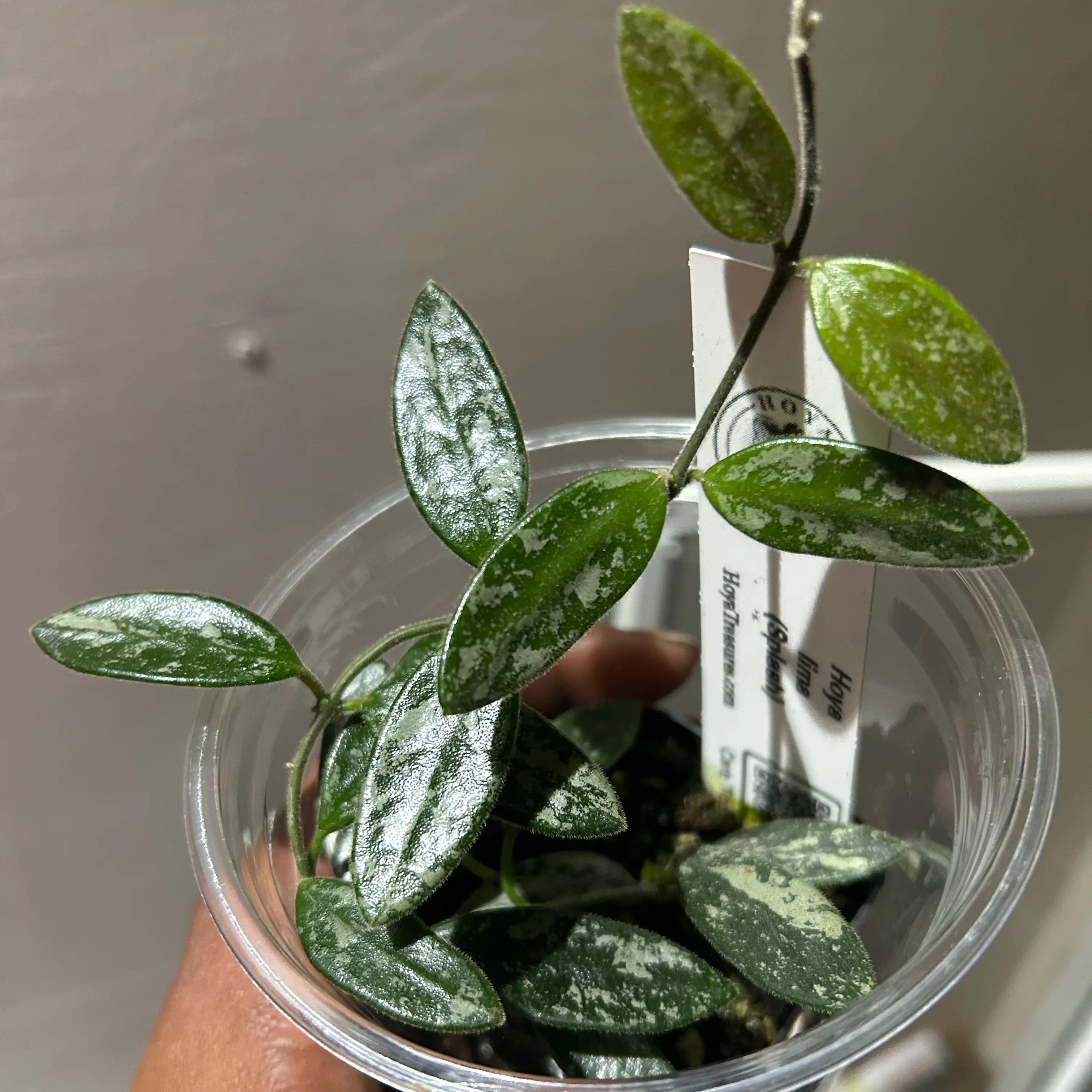 Photo of the plant species Hoya Lima Splash by @TRose named Girlfrond on Greg, the plant care app