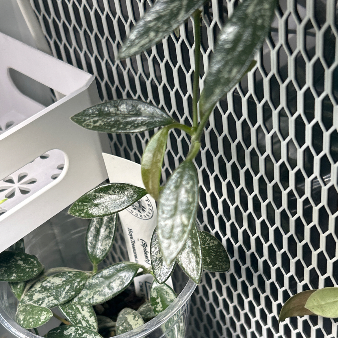 Photo of the plant species Hoya Lima Splash by @TRose named Girlfrond on Greg, the plant care app