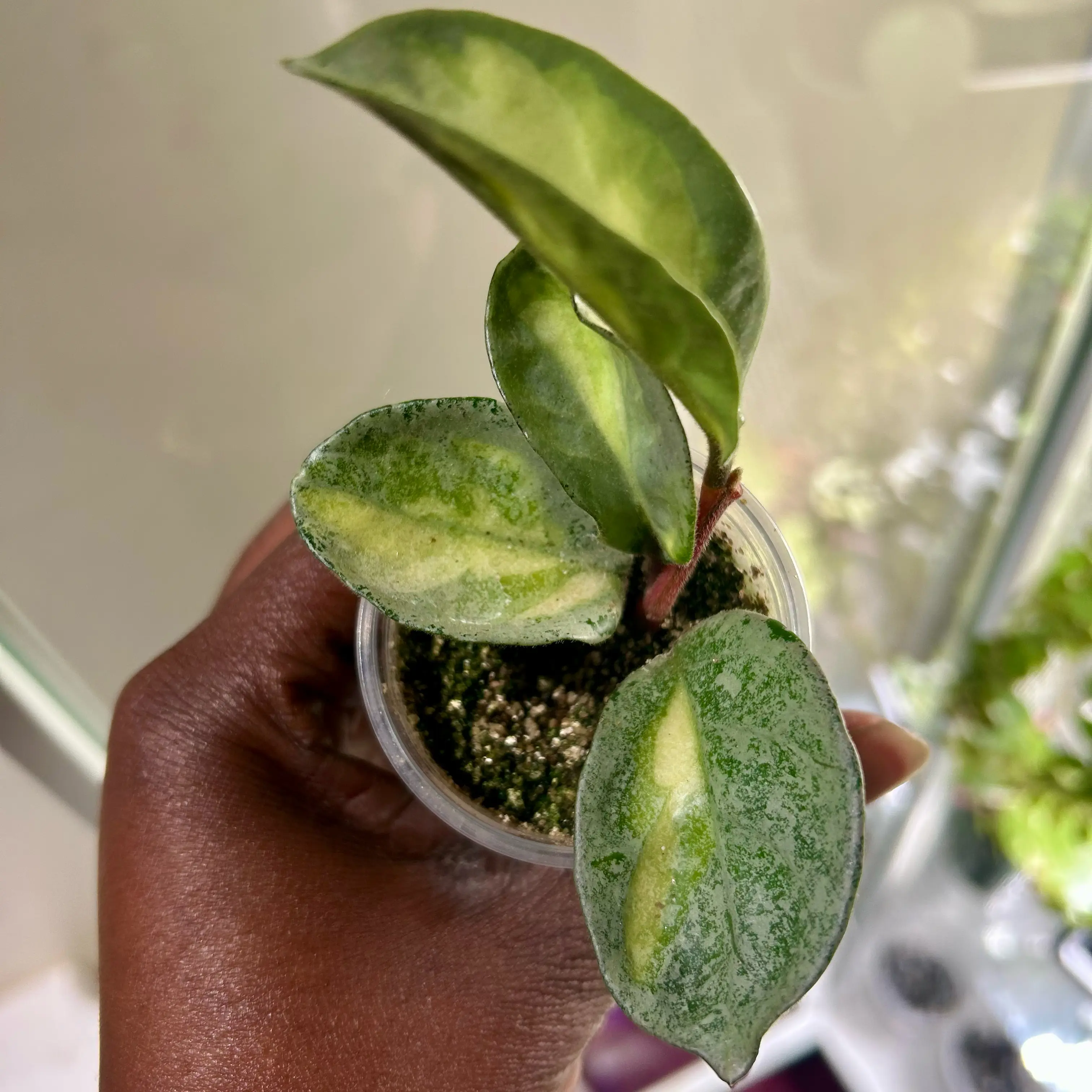 Photo of the plant species Hoya Argentea Princess by @TRose named Bieber on Greg, the plant care app