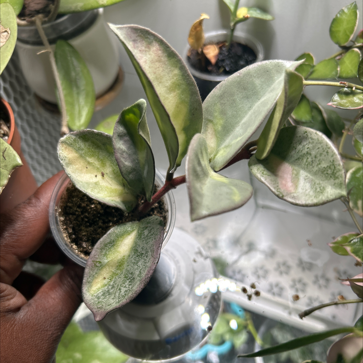 Photo of the plant species Hoya Argentea Princess by @TRose named Bieber on Greg, the plant care app