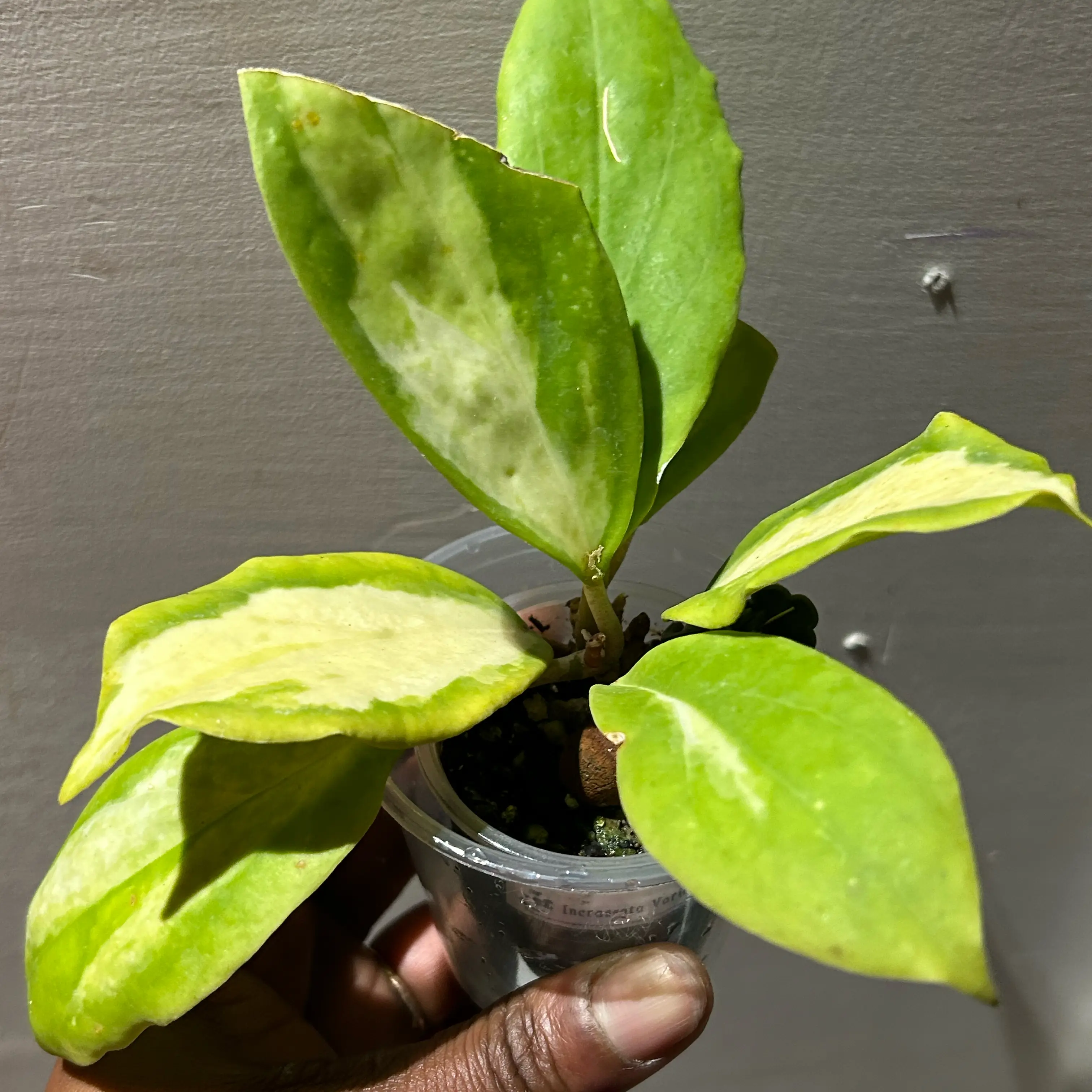 Photo of the plant species Hoya Moonshadow by @TRose named Willie on Greg, the plant care app
