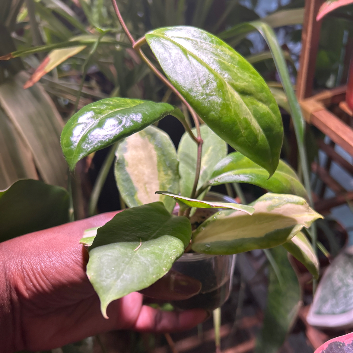 Photo of the plant species Hoya Moonshadow by @TRose named Willie on Greg, the plant care app