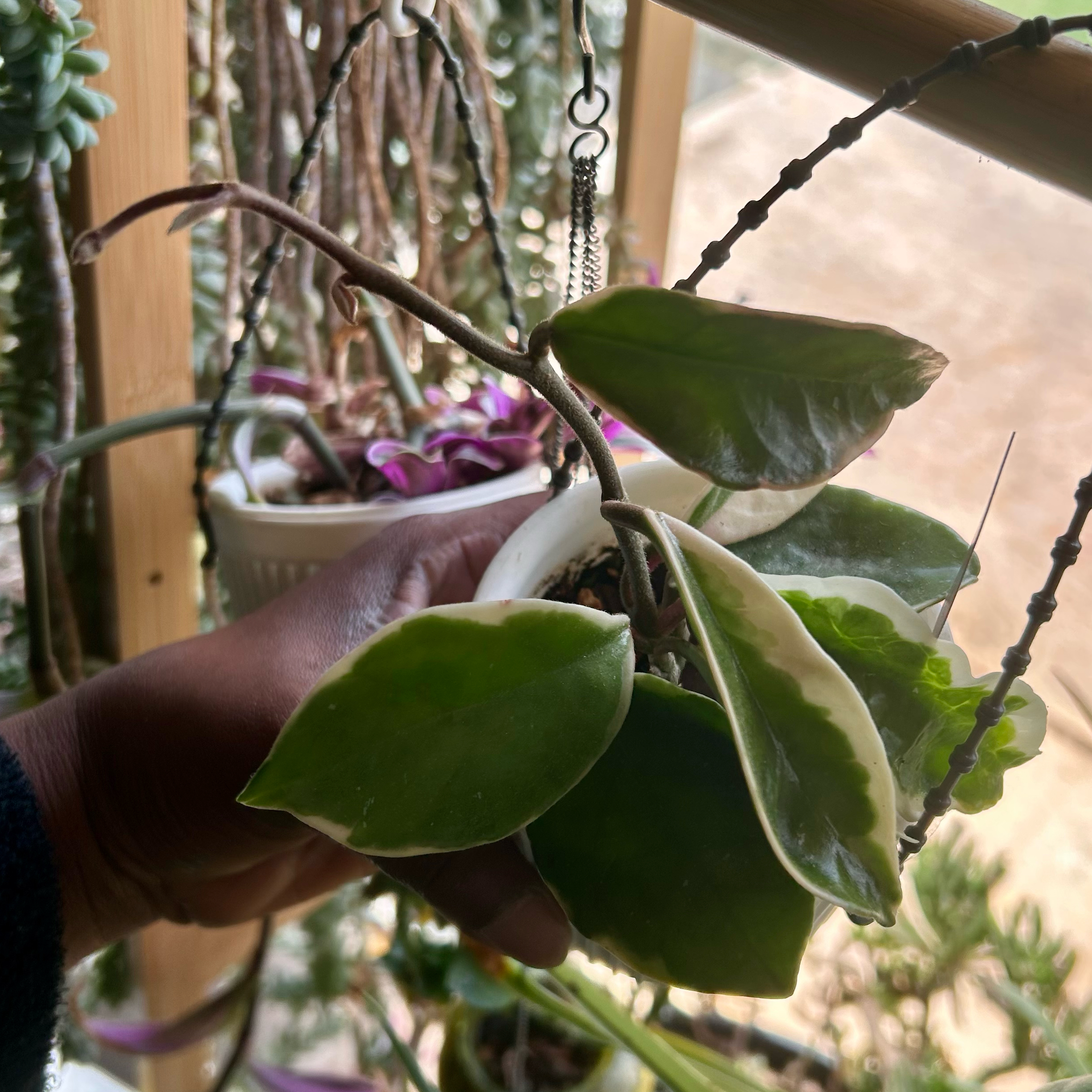 Photo of the plant species hoya carnosa snowball by @TRose named Maya on Greg, the plant care app