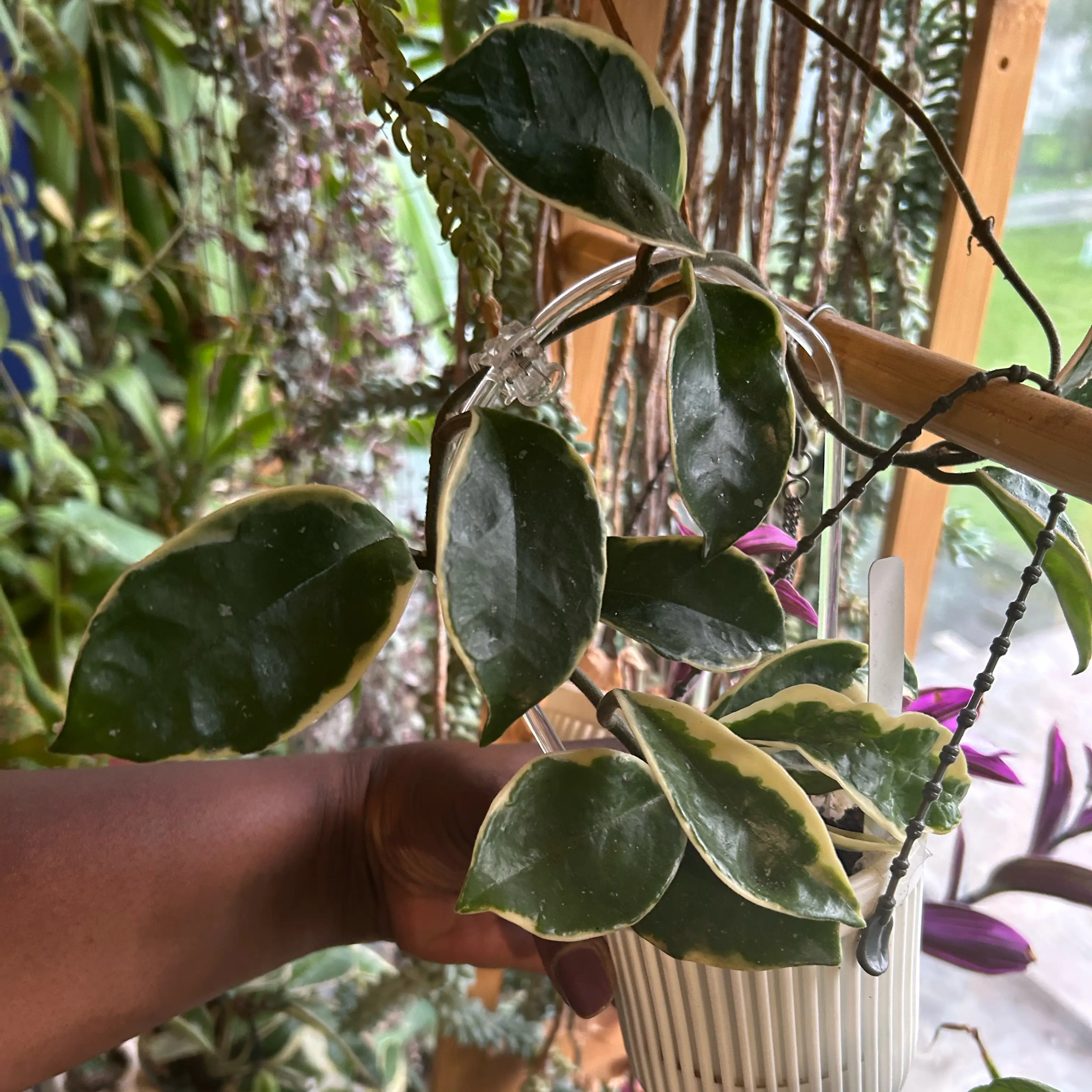 Photo of the plant species hoya carnosa snowball by @TRose named Maya on Greg, the plant care app