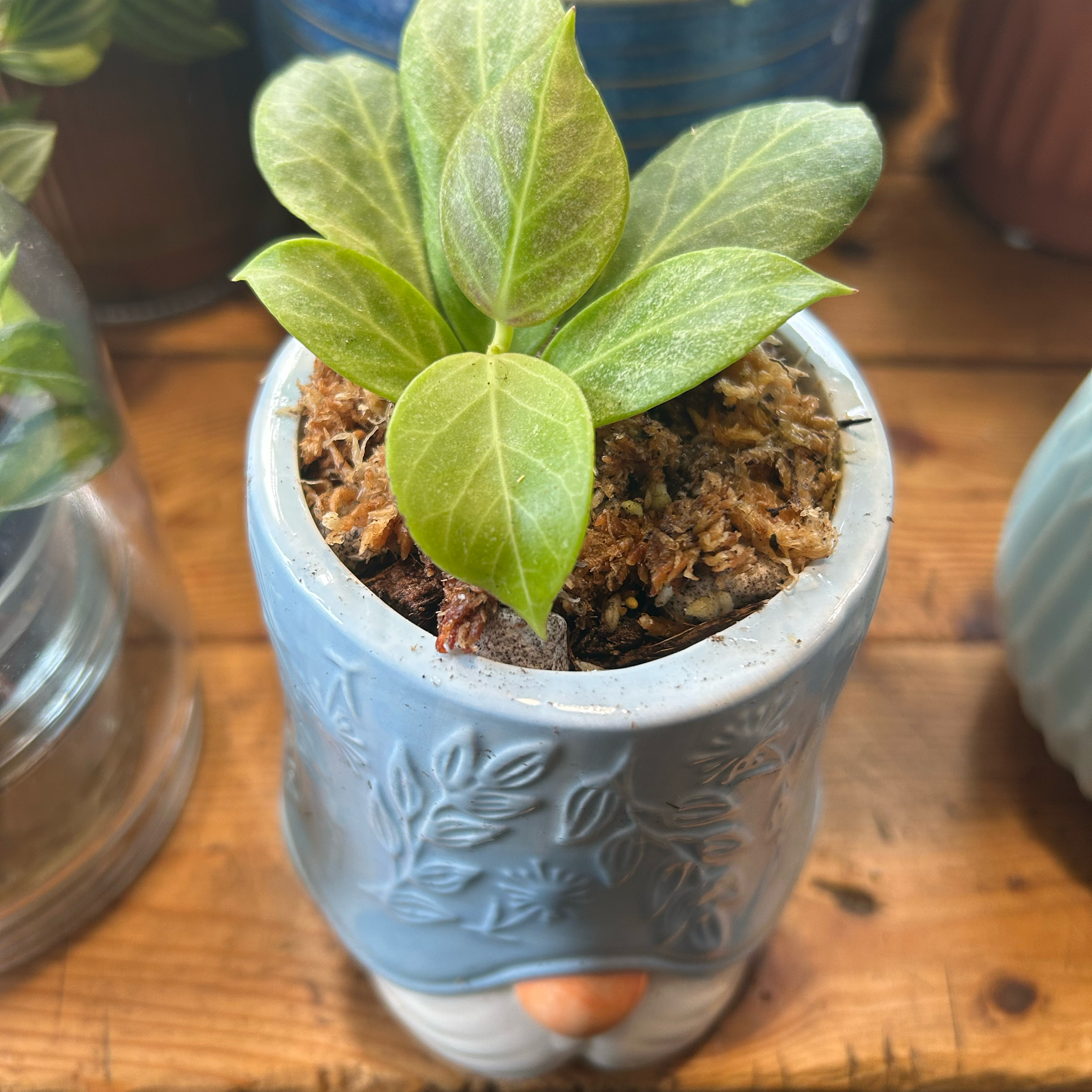 Photo of the plant species Hoya obscura by @TRose named Silver obscura on Greg, the plant care app