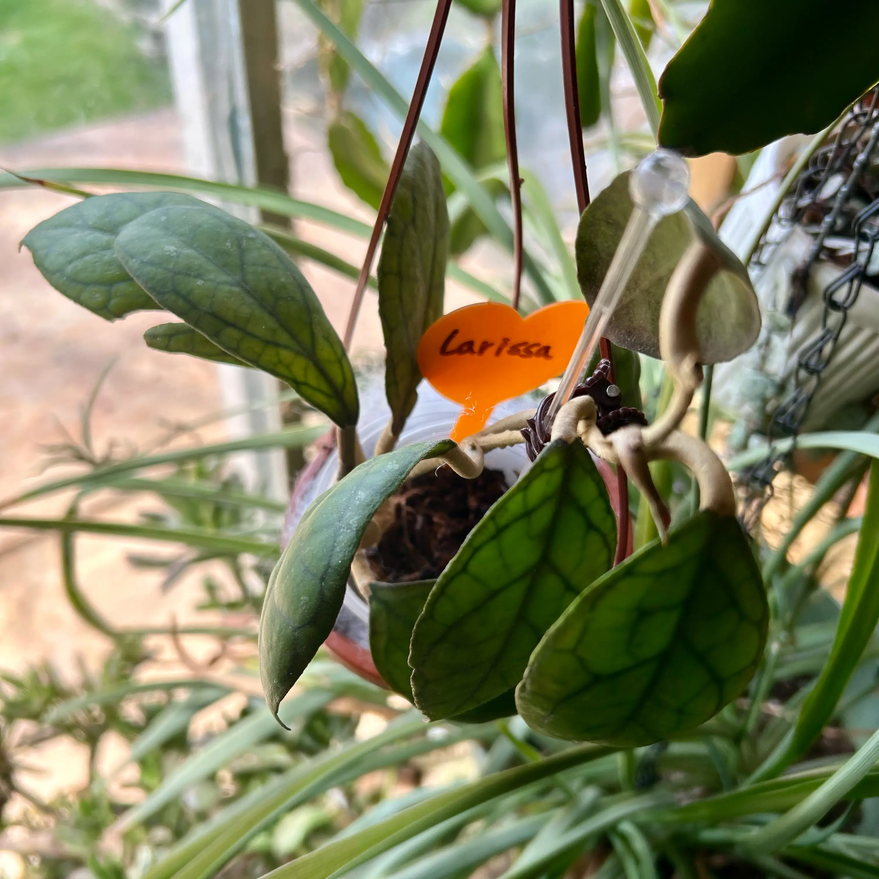 Photo of the plant species Hoya Larisa by @TRose named Larisa on Greg, the plant care app