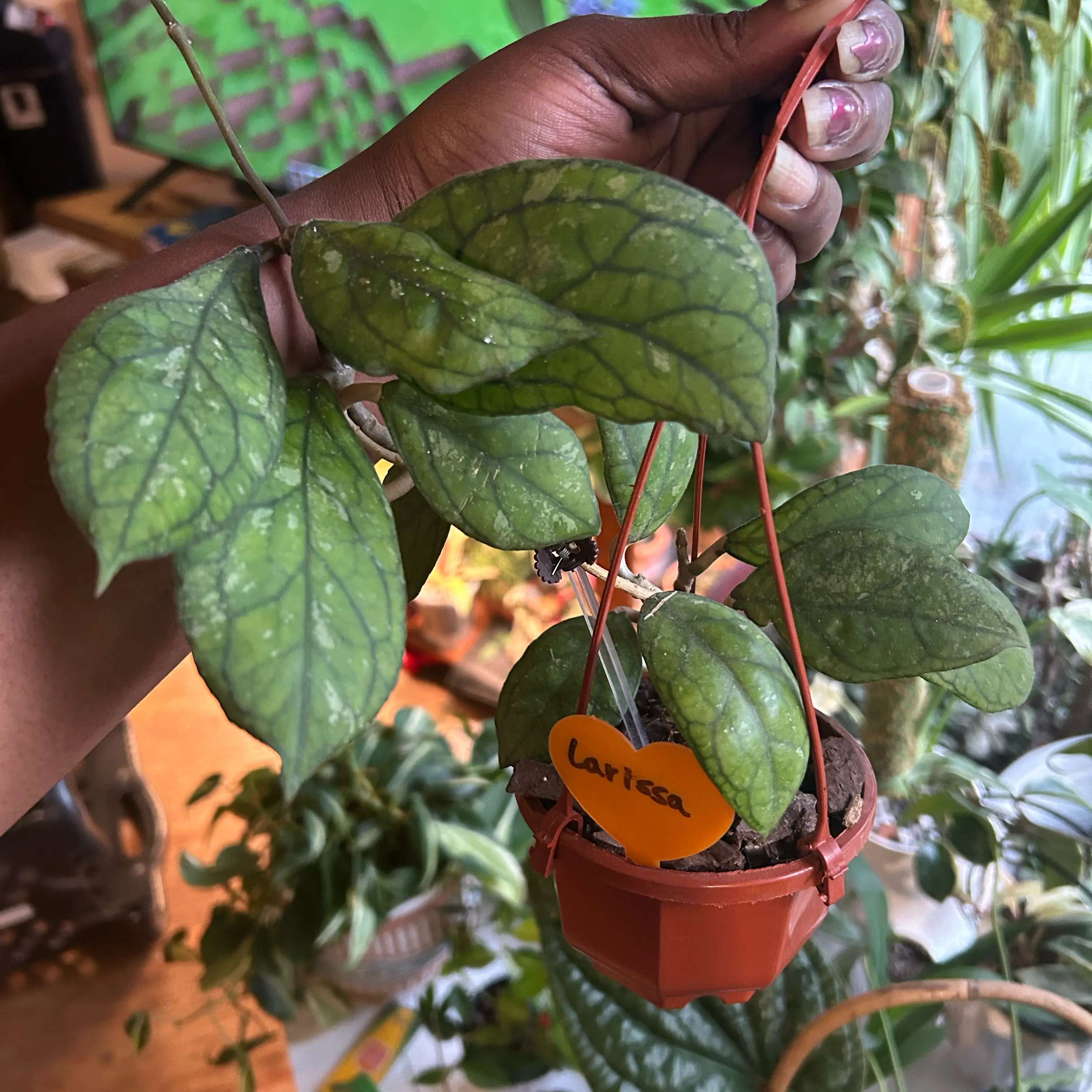 Photo of the plant species Hoya Larisa by @TRose named Larisa on Greg, the plant care app