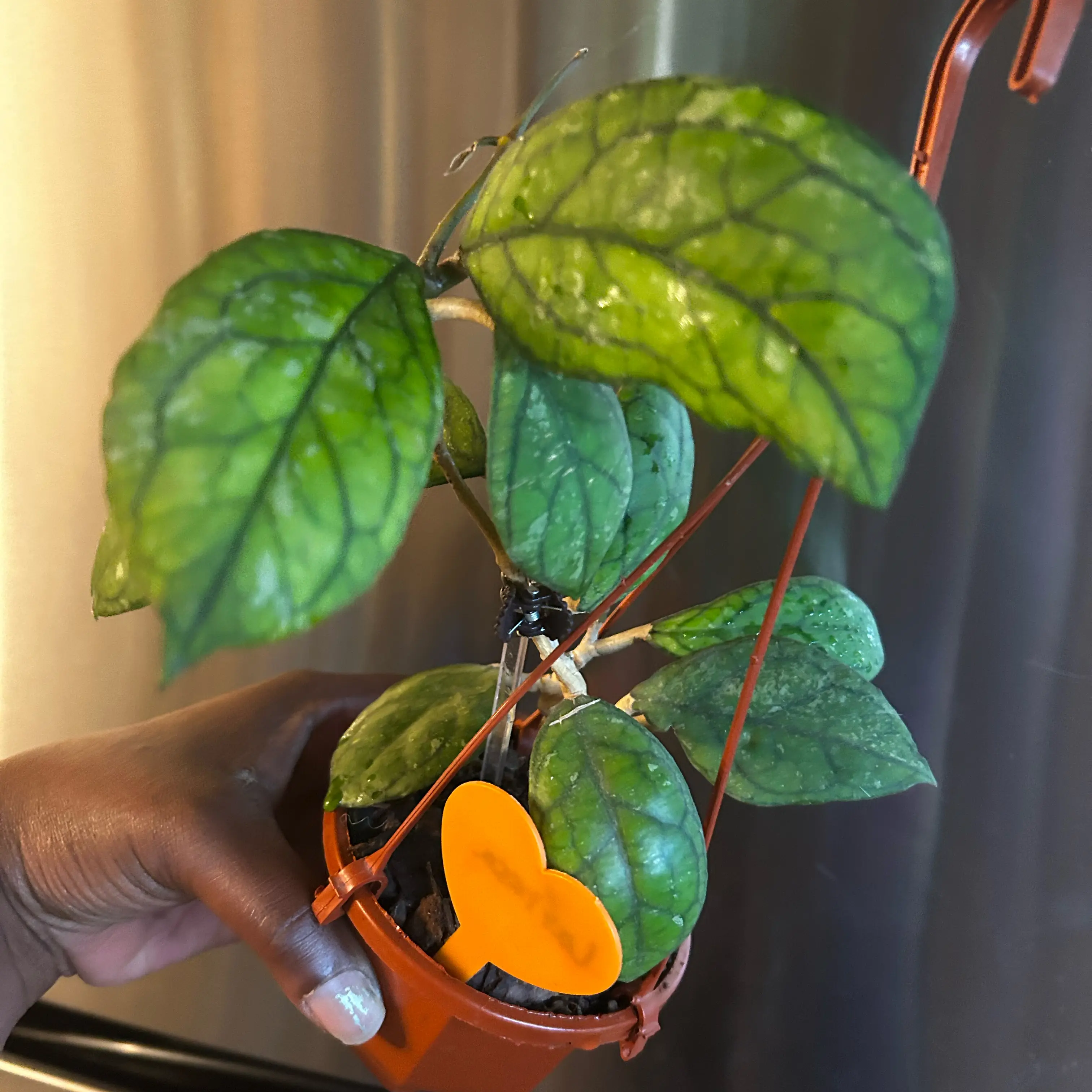 Photo of the plant species Hoya Larisa by @TRose named Larisa on Greg, the plant care app