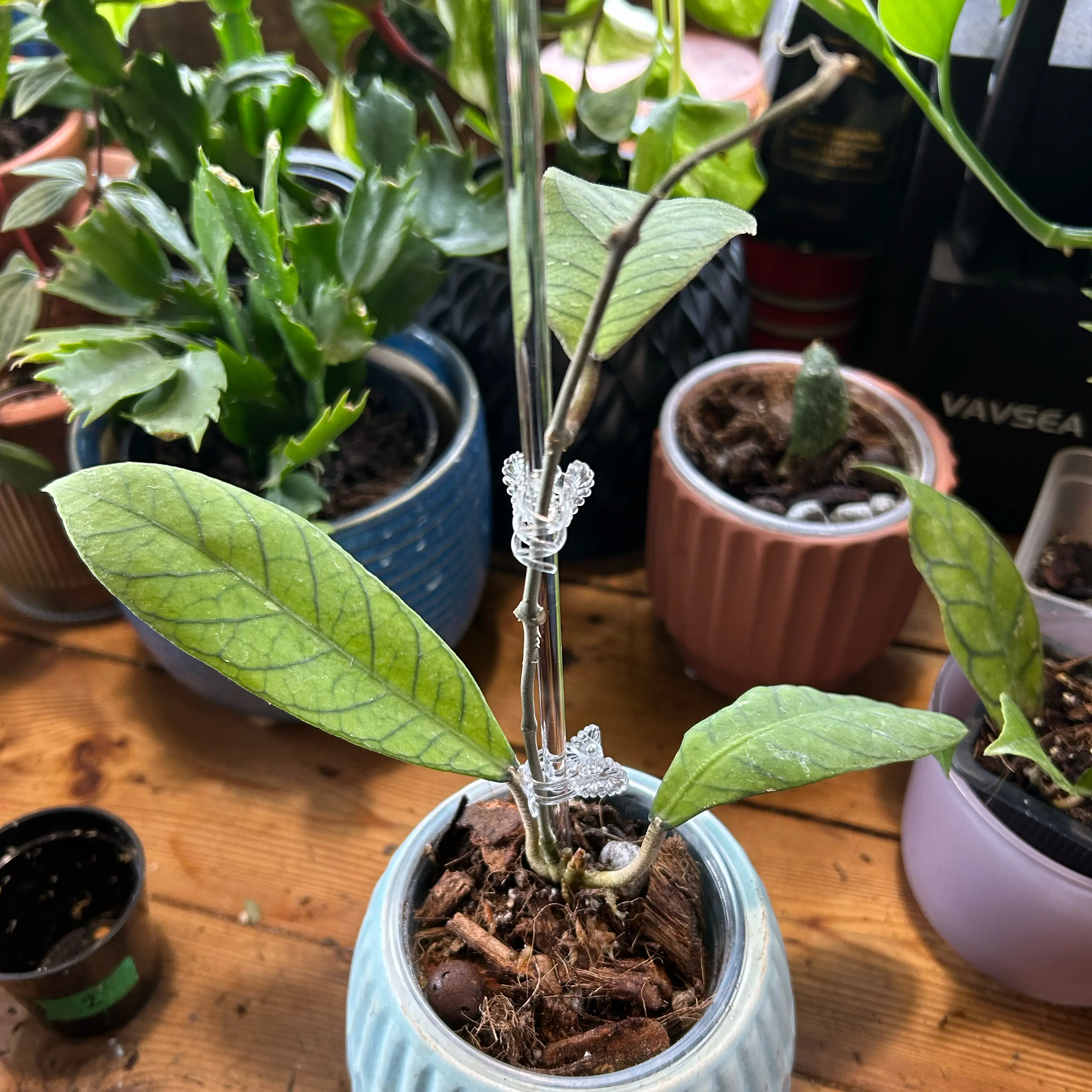 Photo of the plant species Hoya Sabah by @TRose named Sigmund on Greg, the plant care app