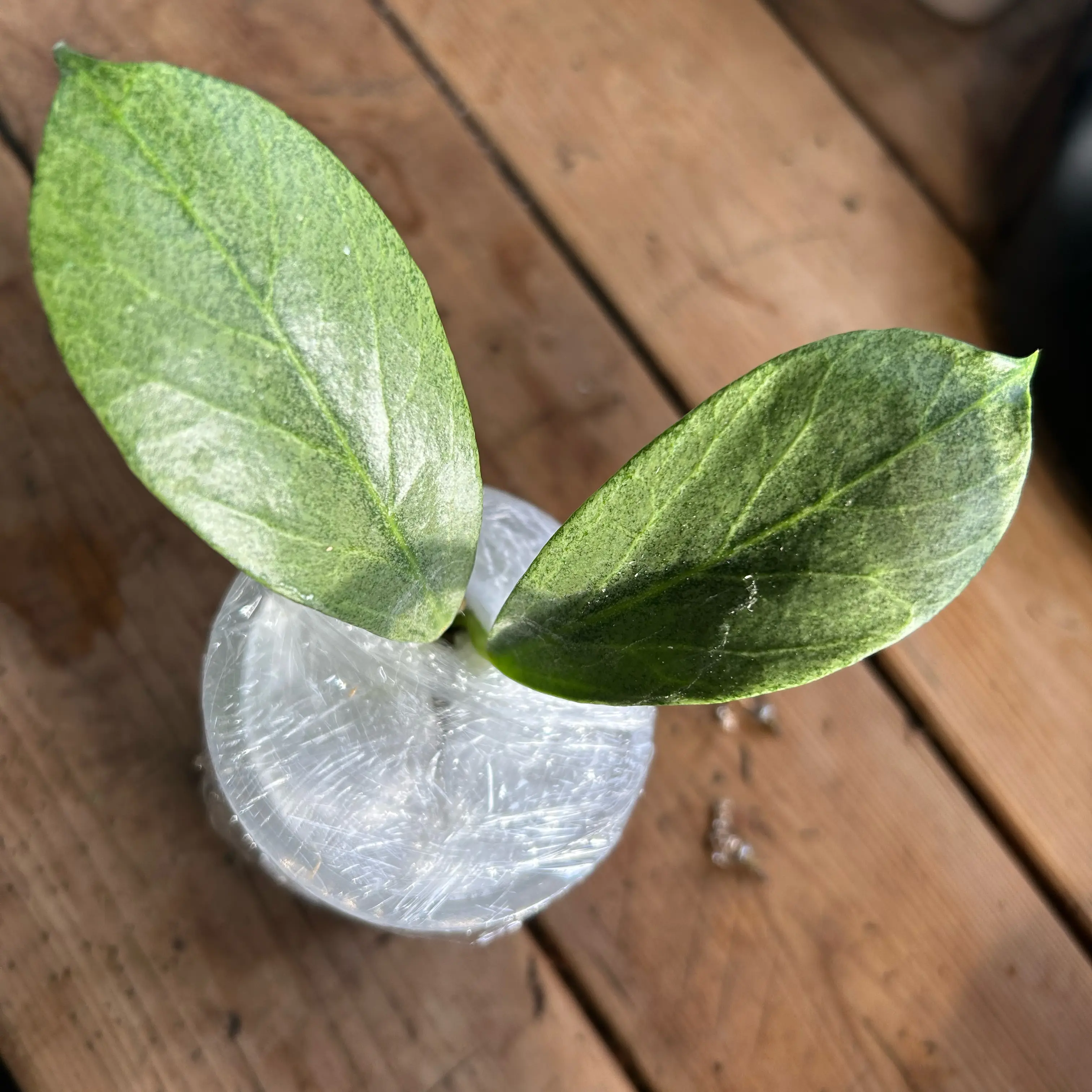 Photo of the plant species Hoya obscura 'Cryptic Chrome' by @TRose named Sylvia on Greg, the plant care app