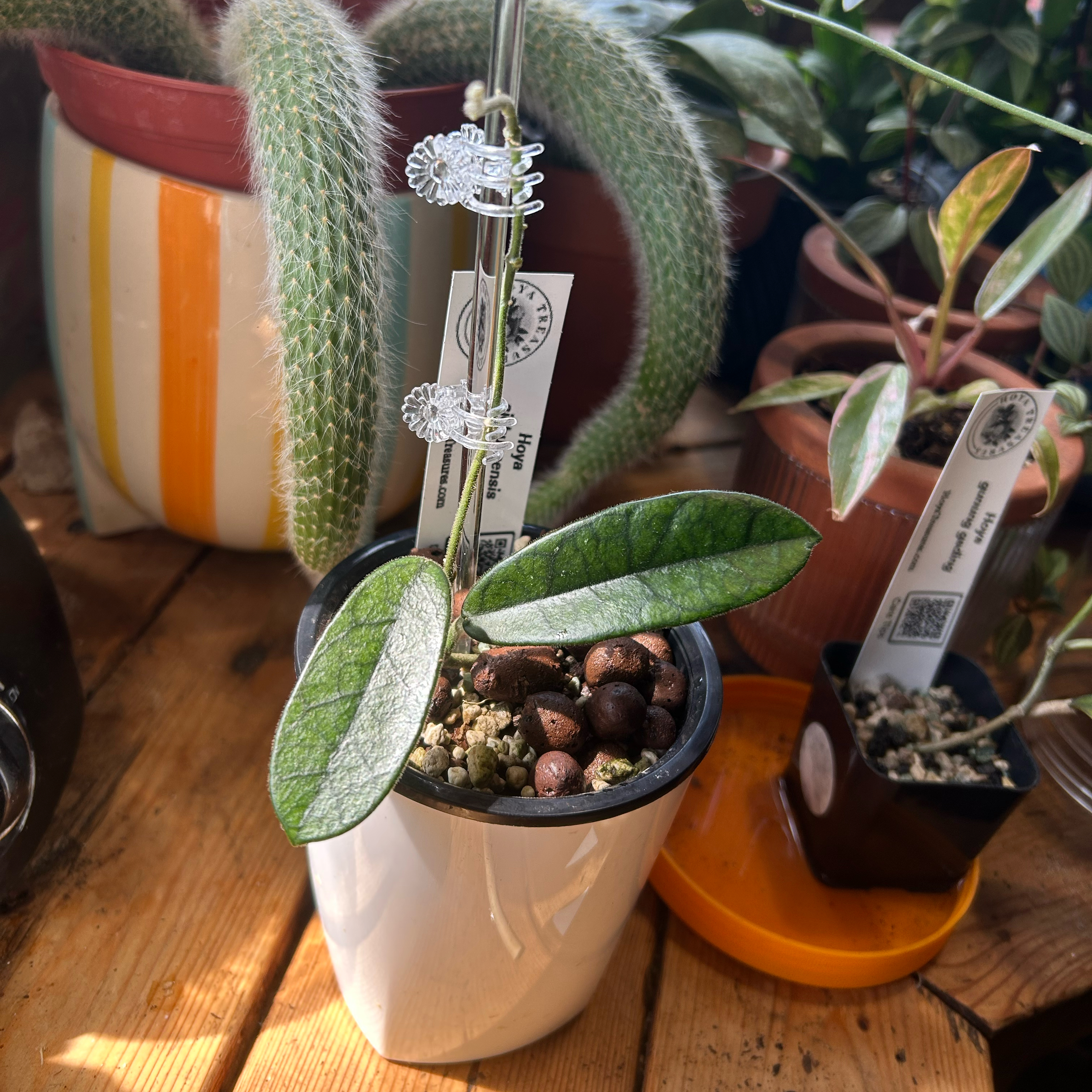 Photo of the plant species Hoya lyi by @TRose named Leah on Greg, the plant care app