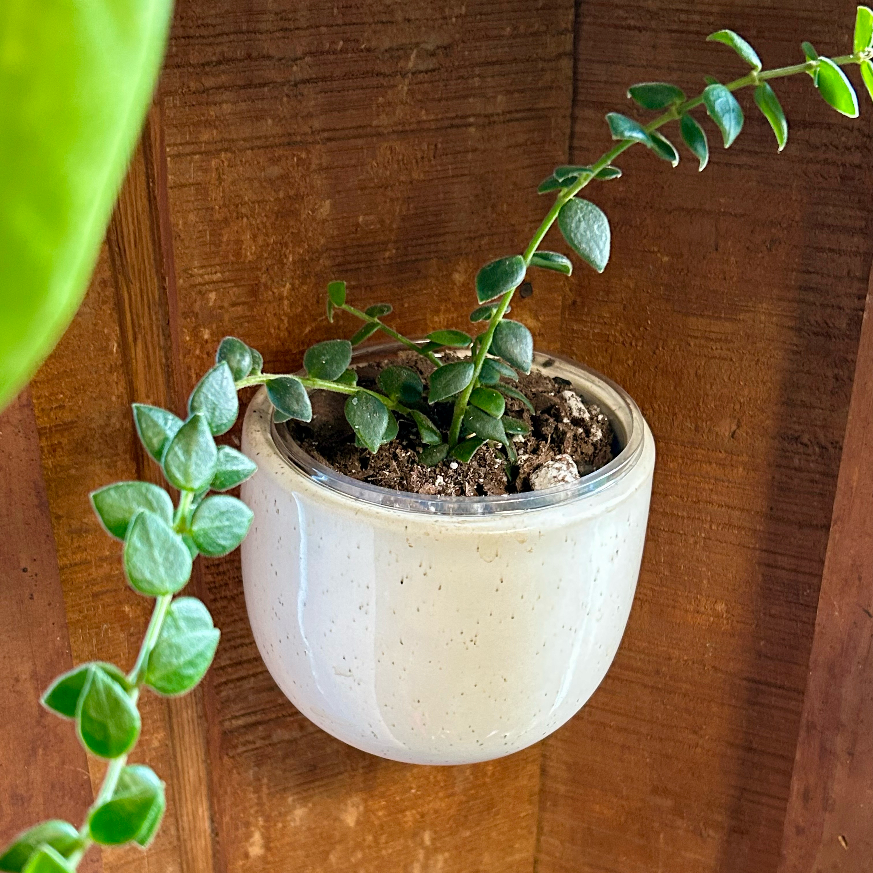 Photo of the plant species Hoya Chinghungensis by @TRose named Chingie on Greg, the plant care app
