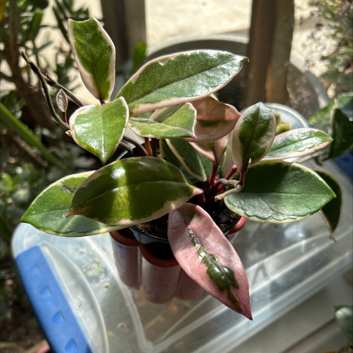 Photo of the plant species Hoya ‘Flamingo Dreams’ by @TRose named Flacka on Greg, the plant care app