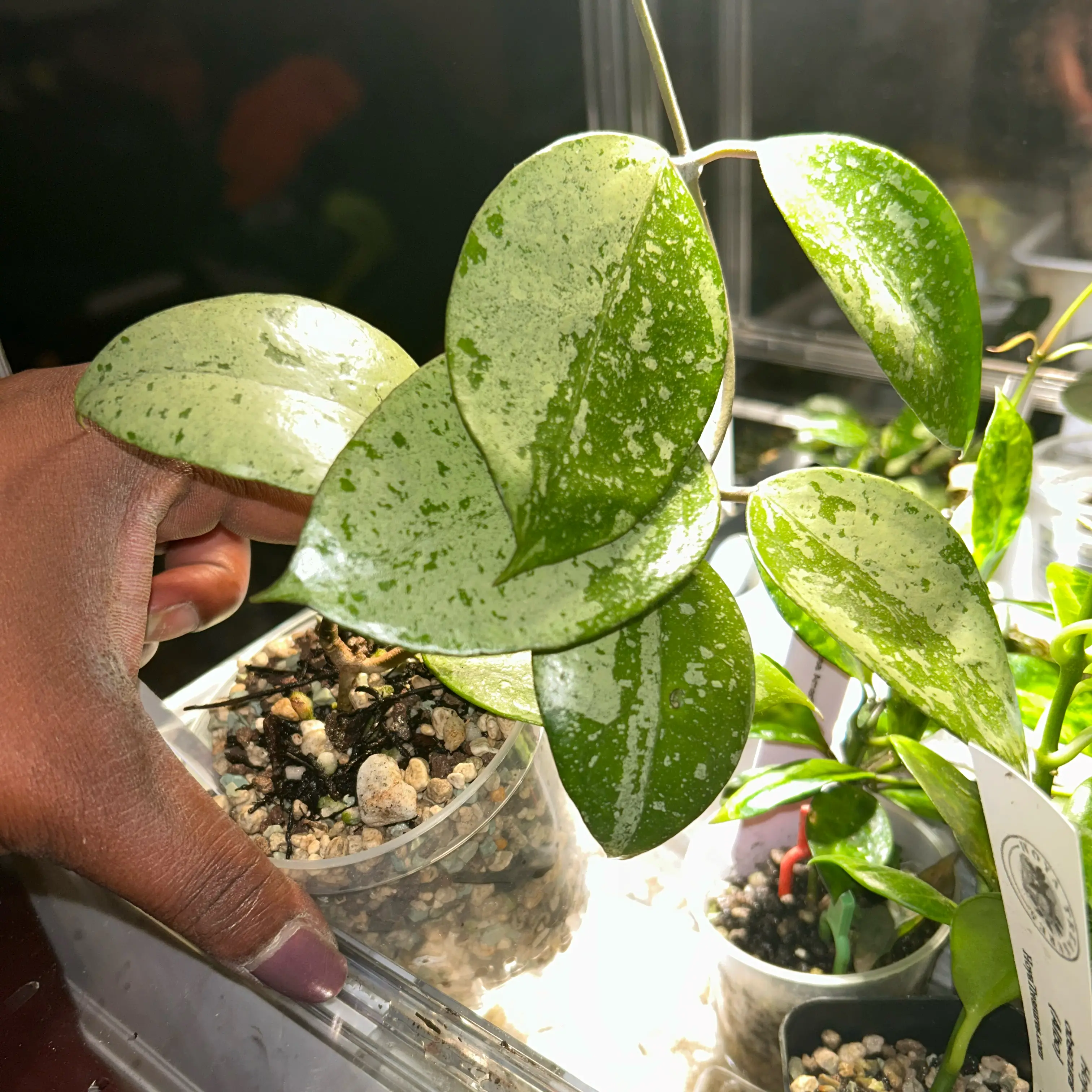 Photo of the plant species Hoya verticillata 'Silver Heart' by @TRose named Sonia on Greg, the plant care app