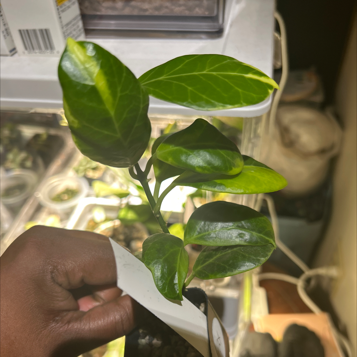 Photo of the plant species Hoya obscura by @TRose named Olly on Greg, the plant care app