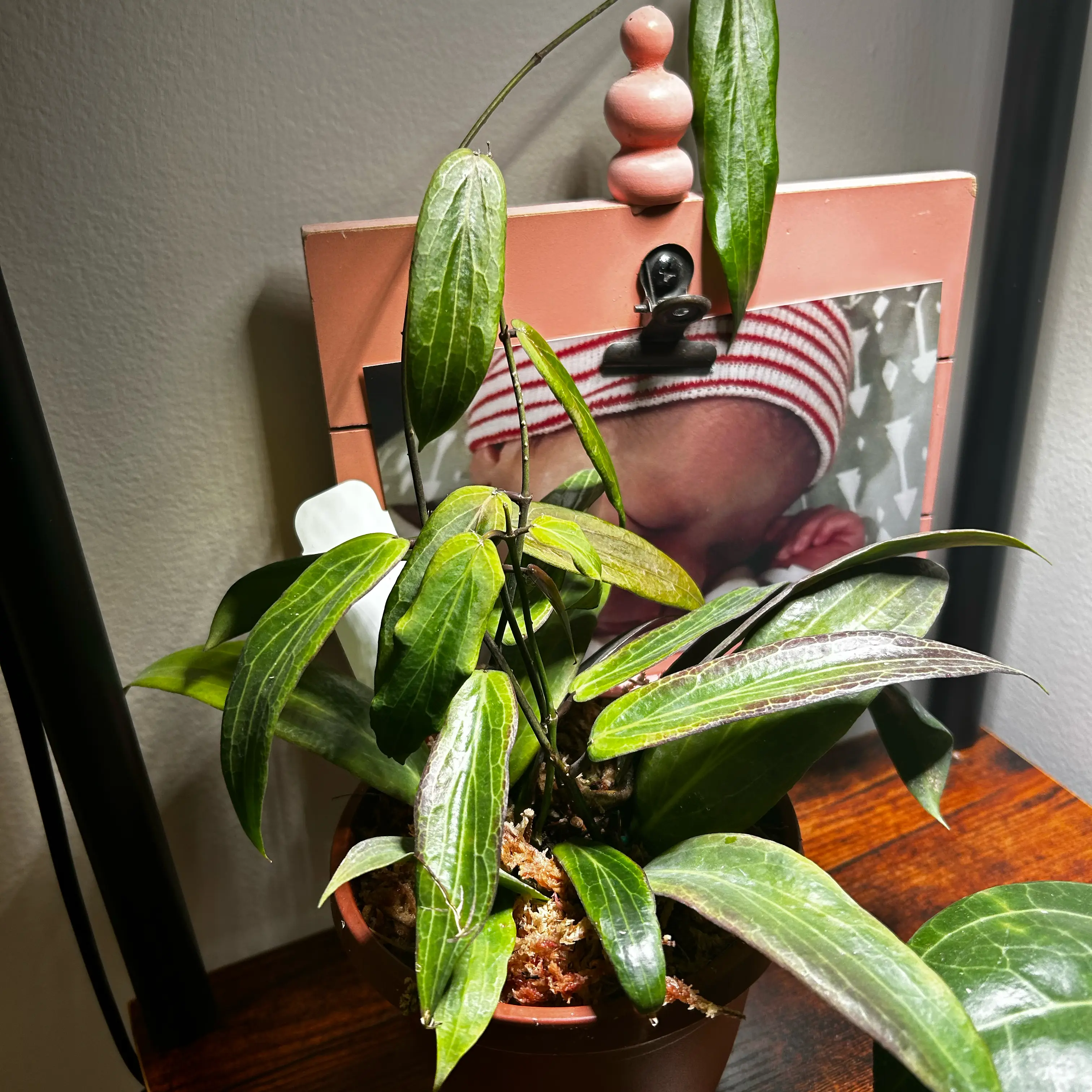 Photo of the plant species Hoya bordenii by @TRose named Houdini on Greg, the plant care app