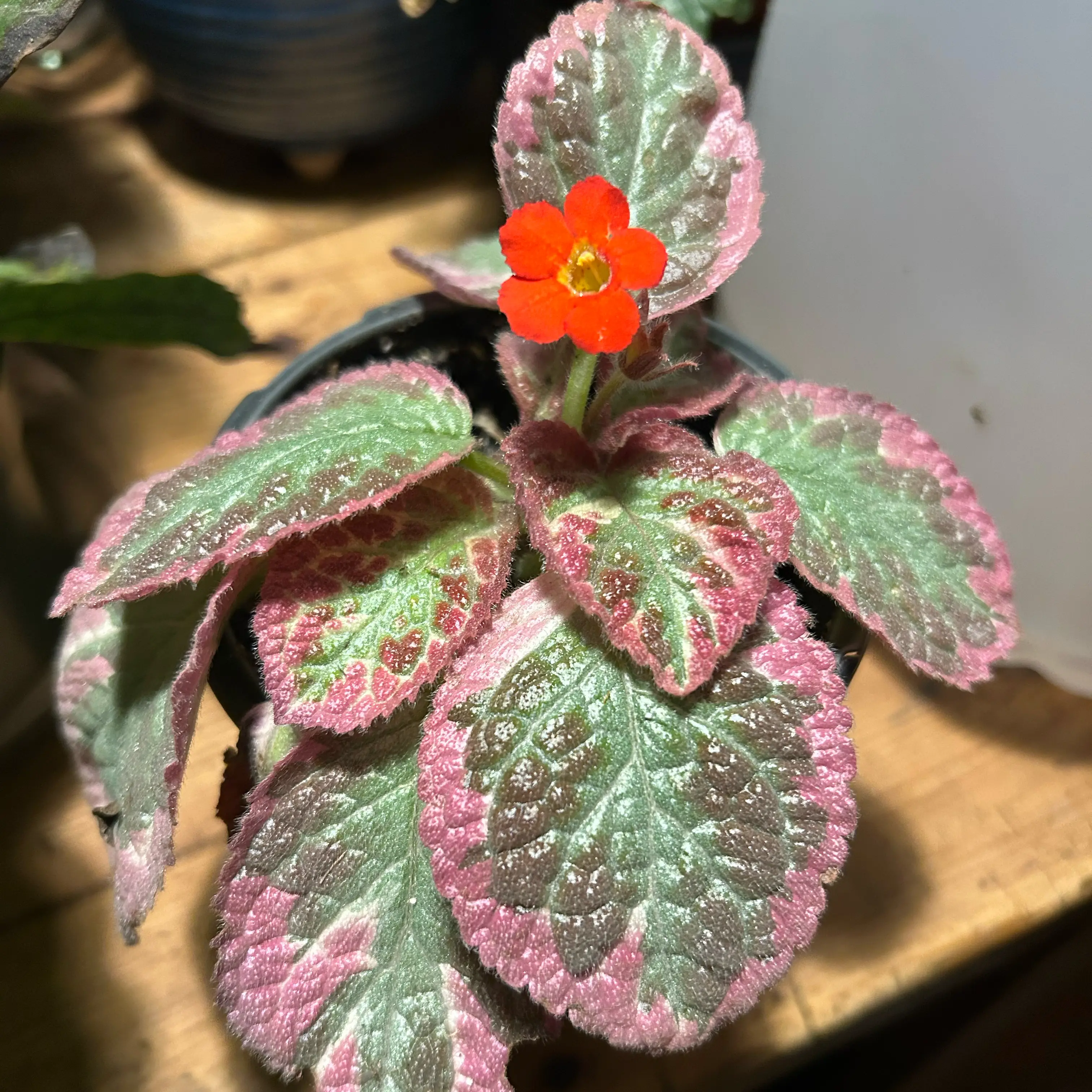 Photo of the plant species Episcia 'Pink Brocade' by @TRose named Denali on Greg, the plant care app