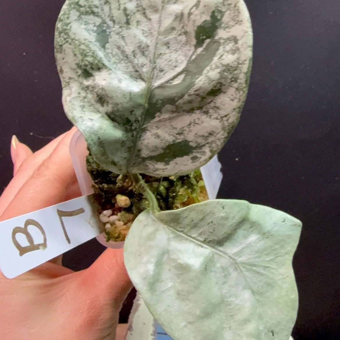 Photo of the plant species Hoya coriacea 'Silver' by @TRose named Dolores on Greg, the plant care app