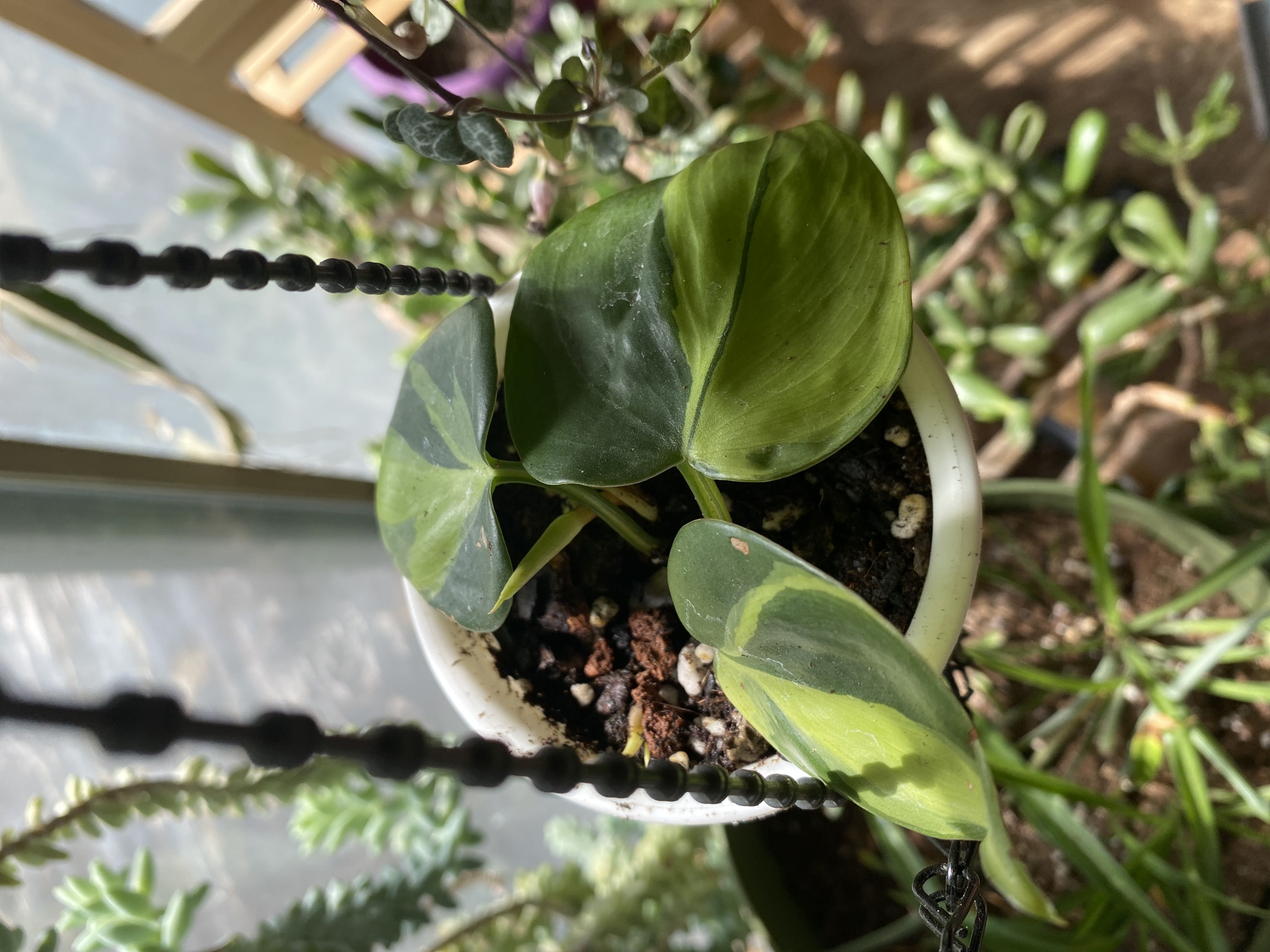 Photo from the post