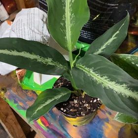 Photo of the plant species Dieffenbachia 'Panther' by @TRose named Michelle Branch on Greg, the plant care app