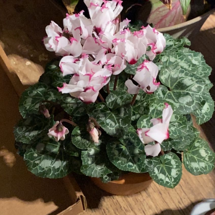 Photo of the plant species Persian Cyclamen Latinia Series by @TRose named Bella on Greg, the plant care app