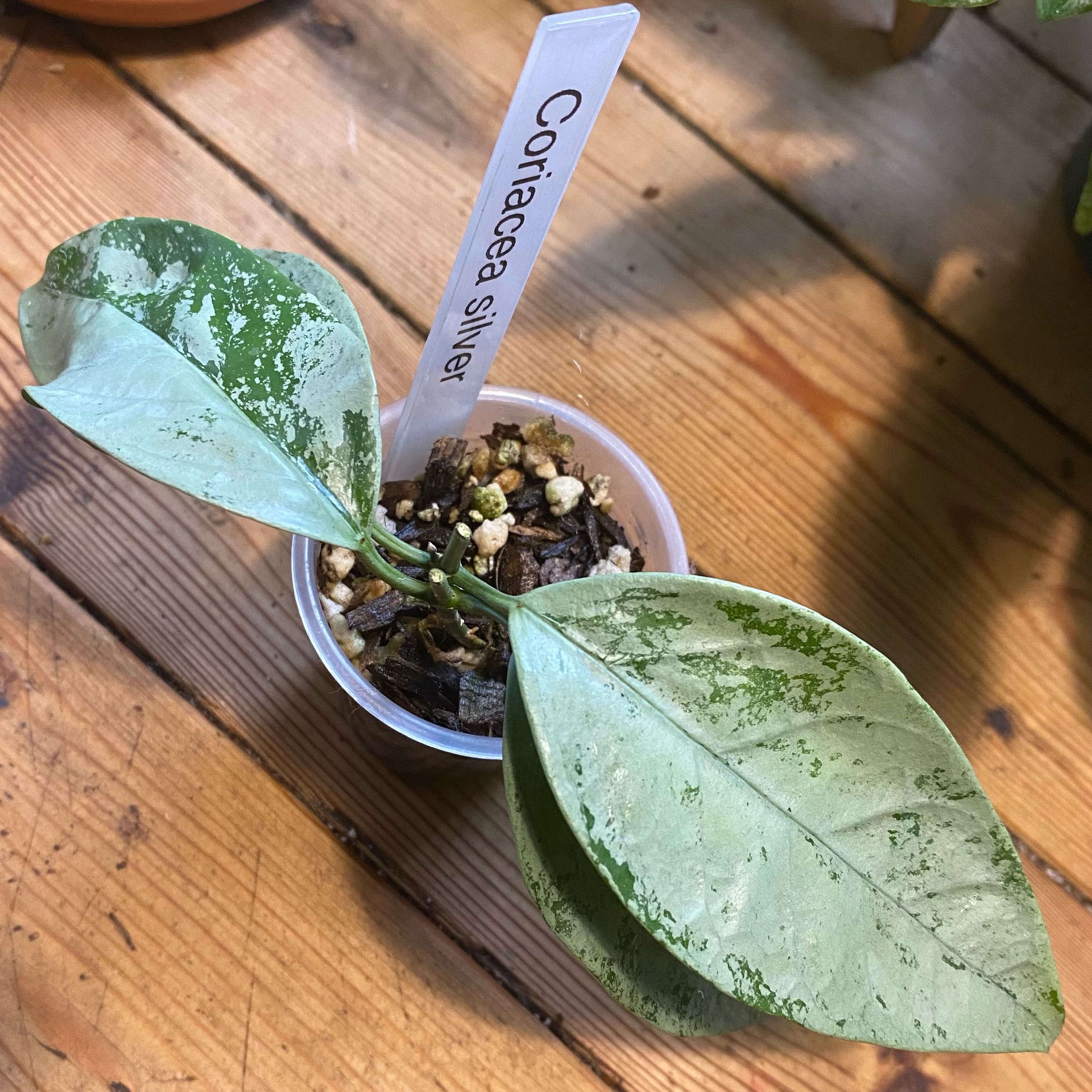 Photo of the plant species Hoya coriacea 'Silver' by @TRose named Cora on Greg, the plant care app