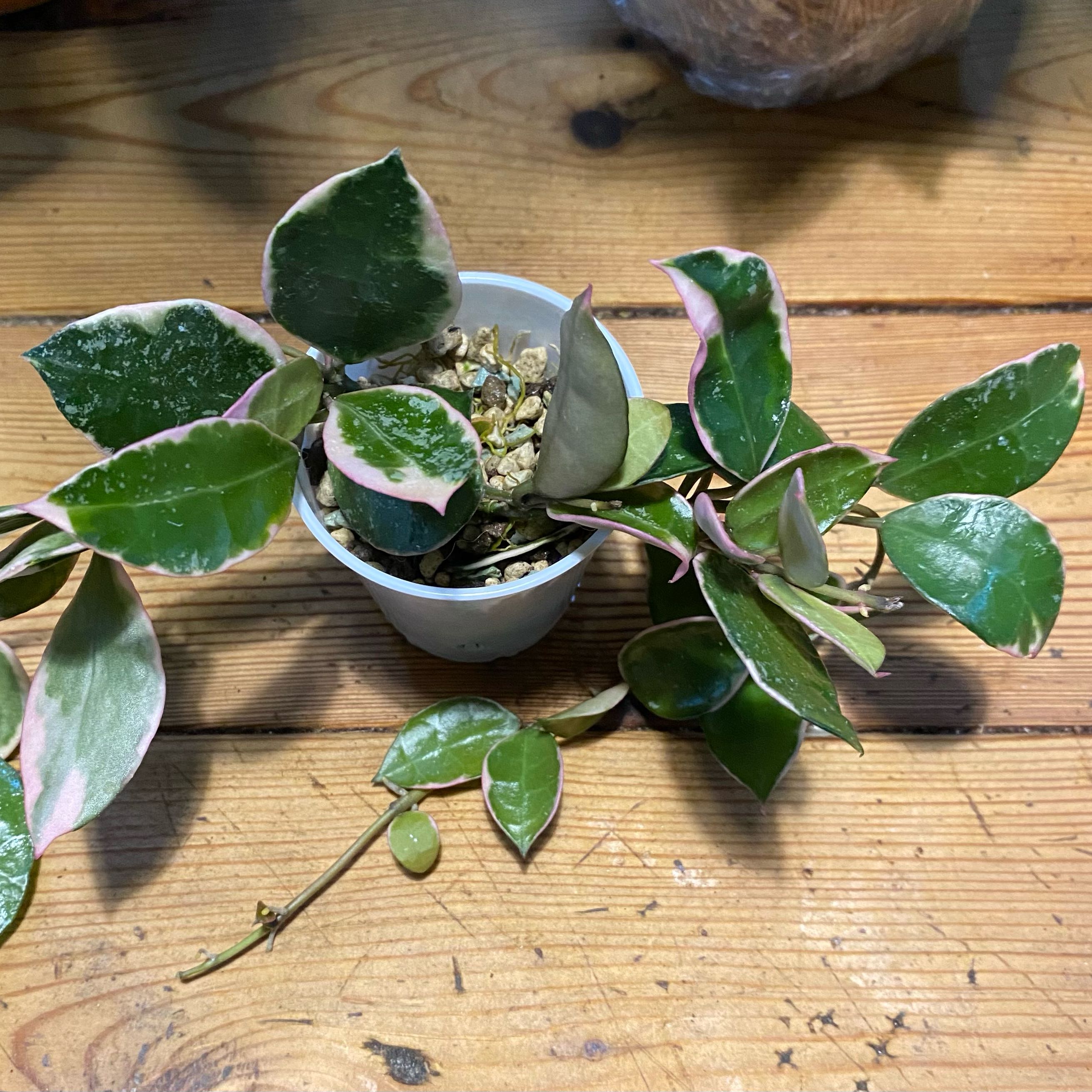 Photo of the plant species Hoya lacunosa ‘Asami’ (cCone 2) by @TRose named Emerson on Greg, the plant care app
