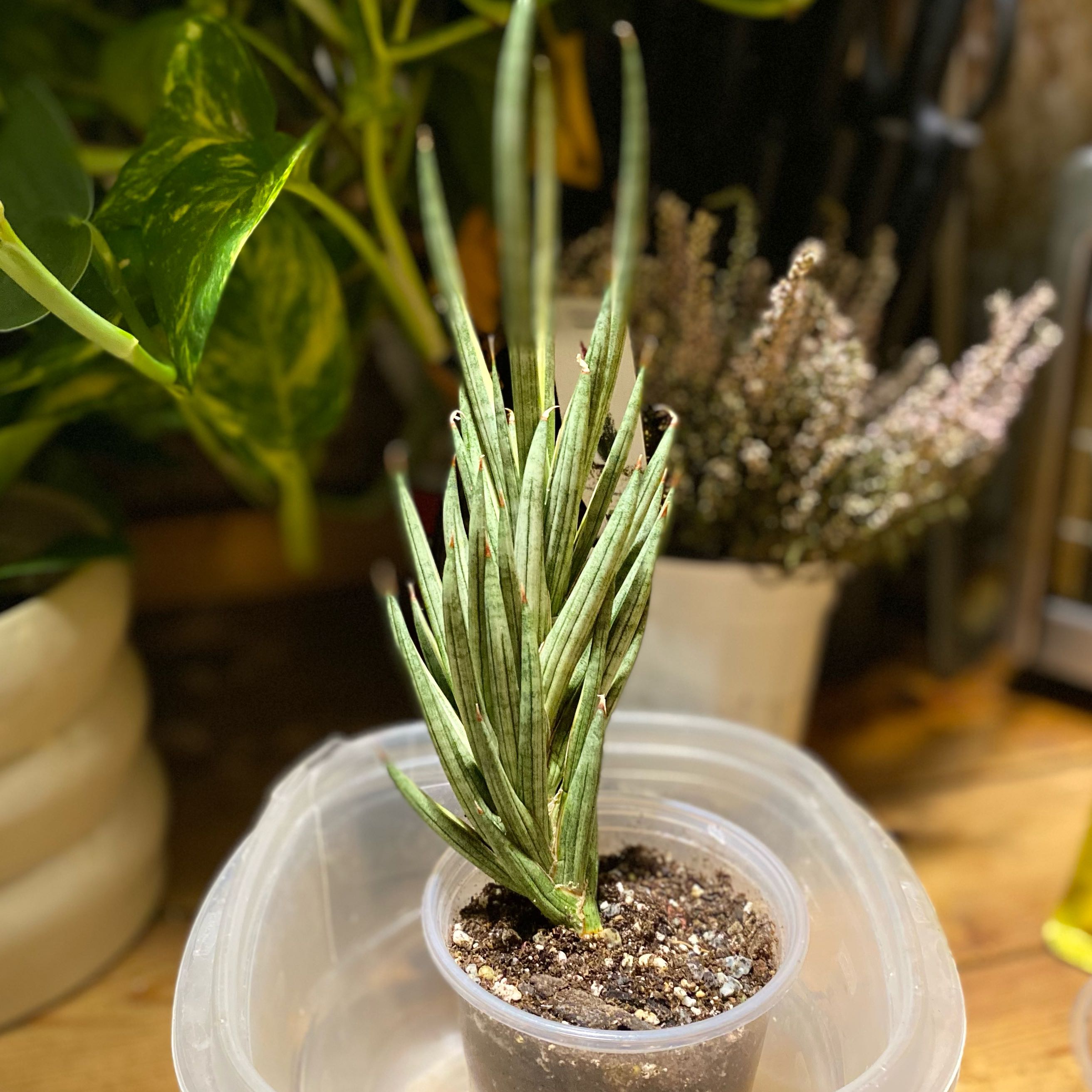 Photo of the plant species Fransiscii Spikey by @TRose named Naomi on Greg, the plant care app