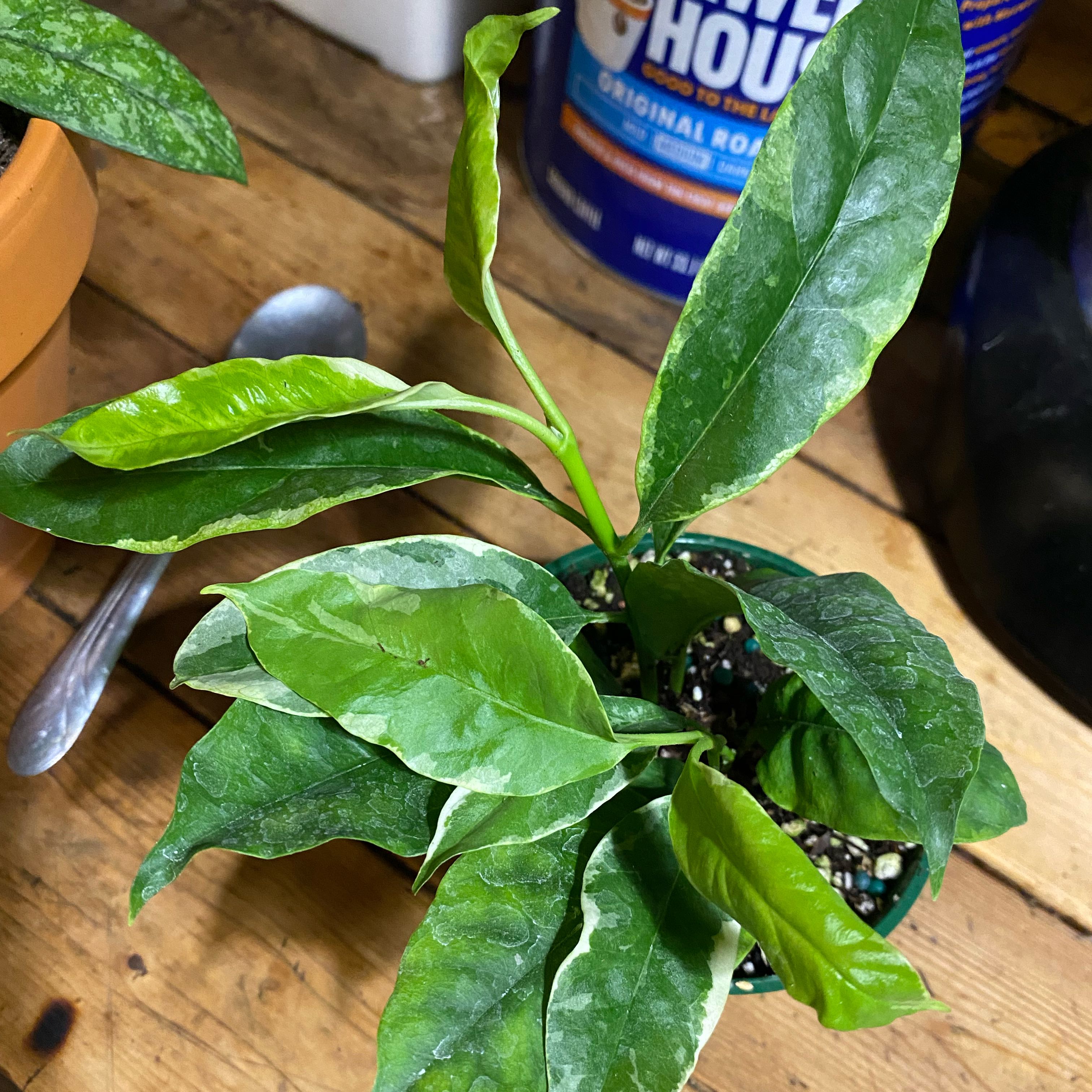 Photo of the plant species Albo Marginata Hoya Multiflora by @TRose named Aries on Greg, the plant care app