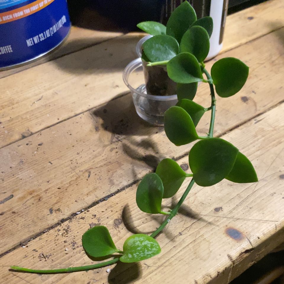 Photo of the plant species Hoya 'Biakensis Splash' by @TRose named Naija on Greg, the plant care app